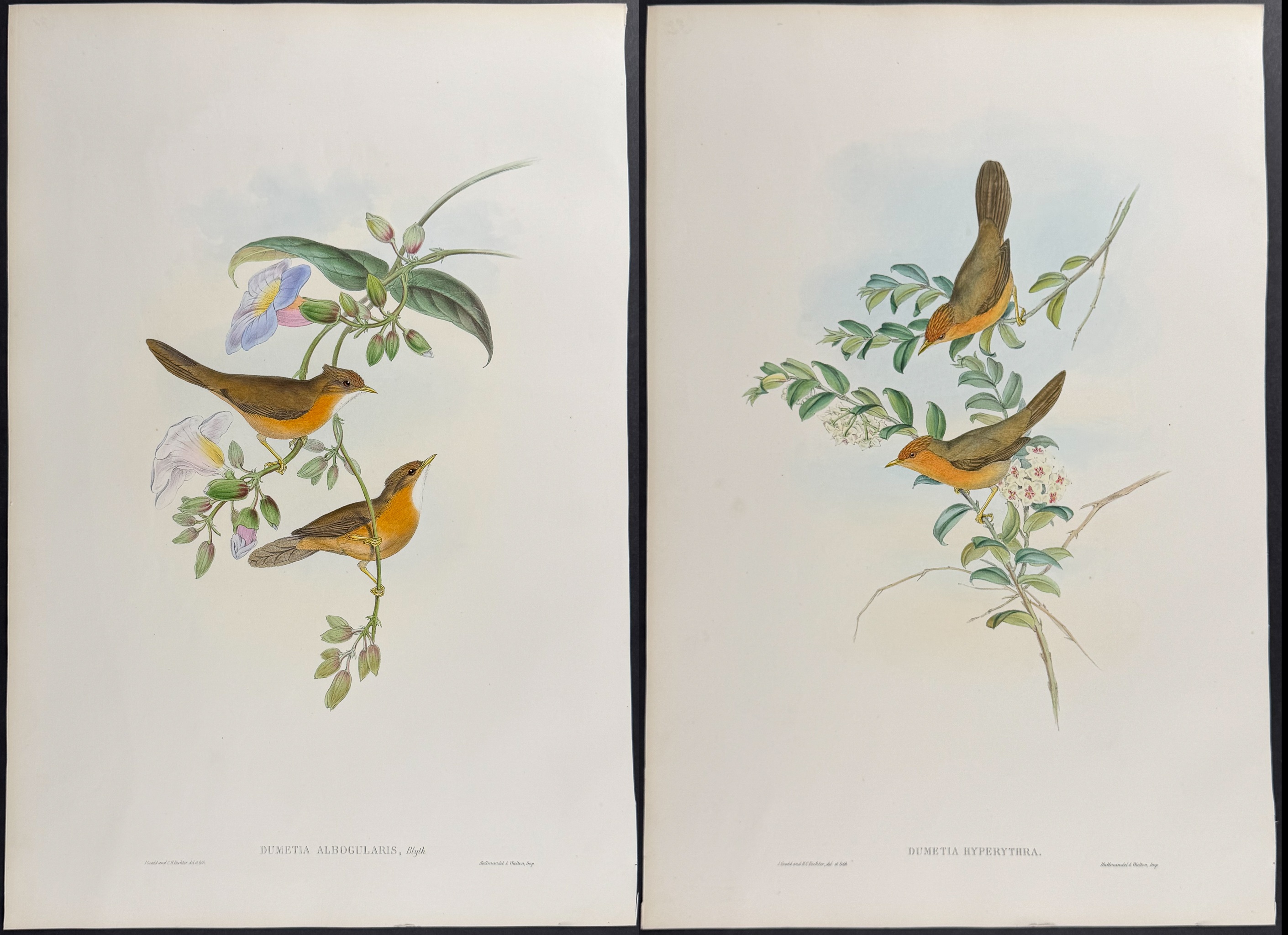 Gould, Asia - Pair of Dumetia Lithographs
