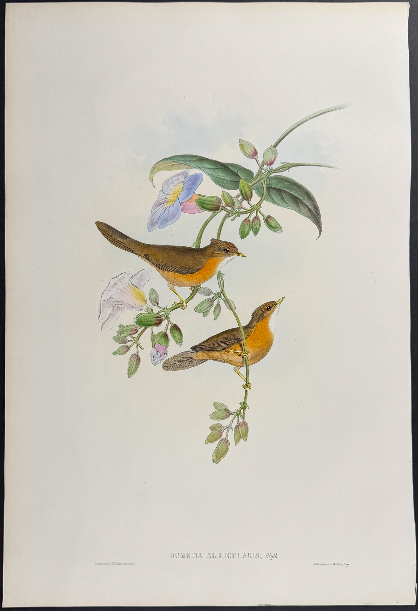 Gould, Asia - Pair of Dumetia Lithographs
