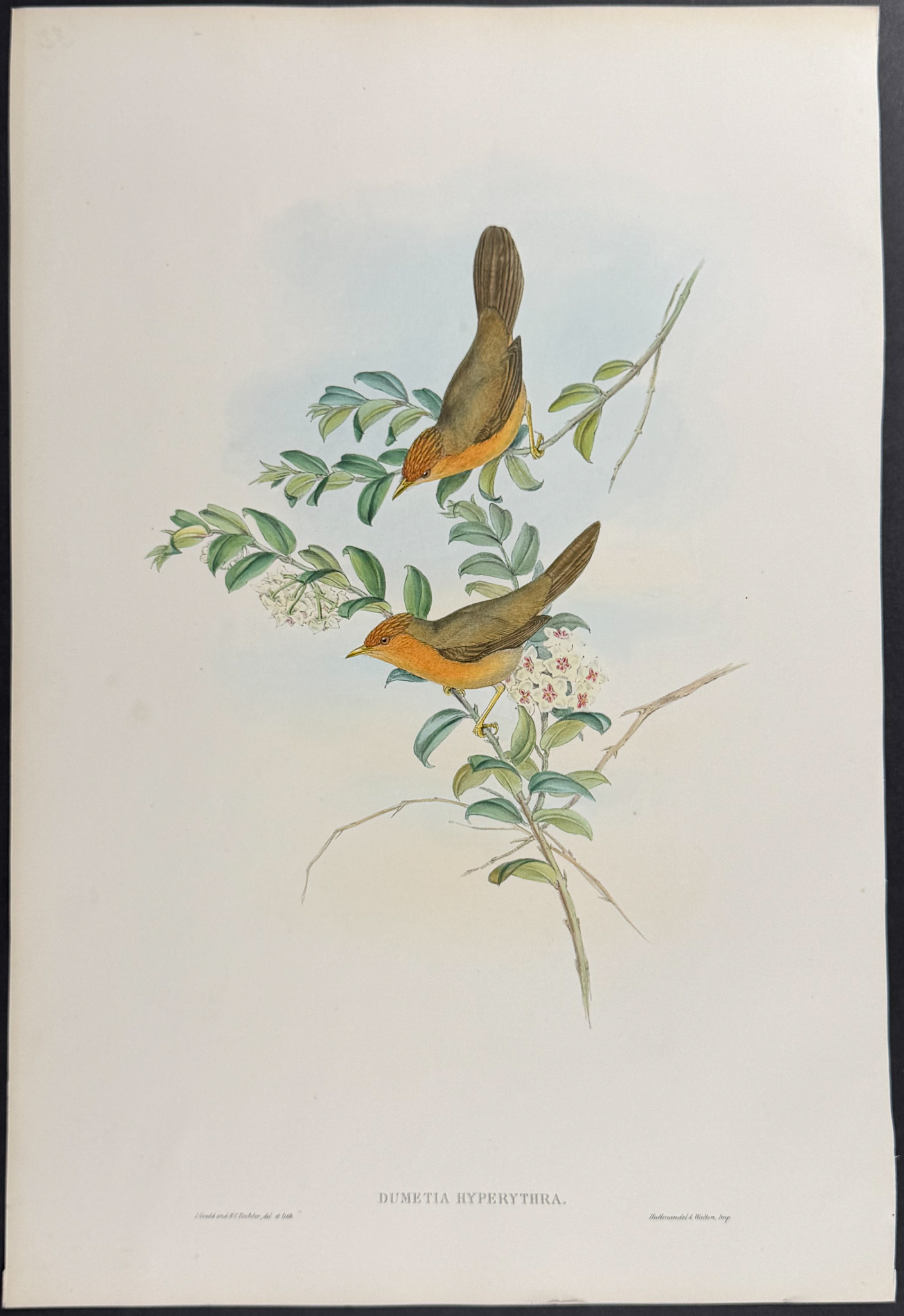 Gould, Asia - Pair of Dumetia Lithographs