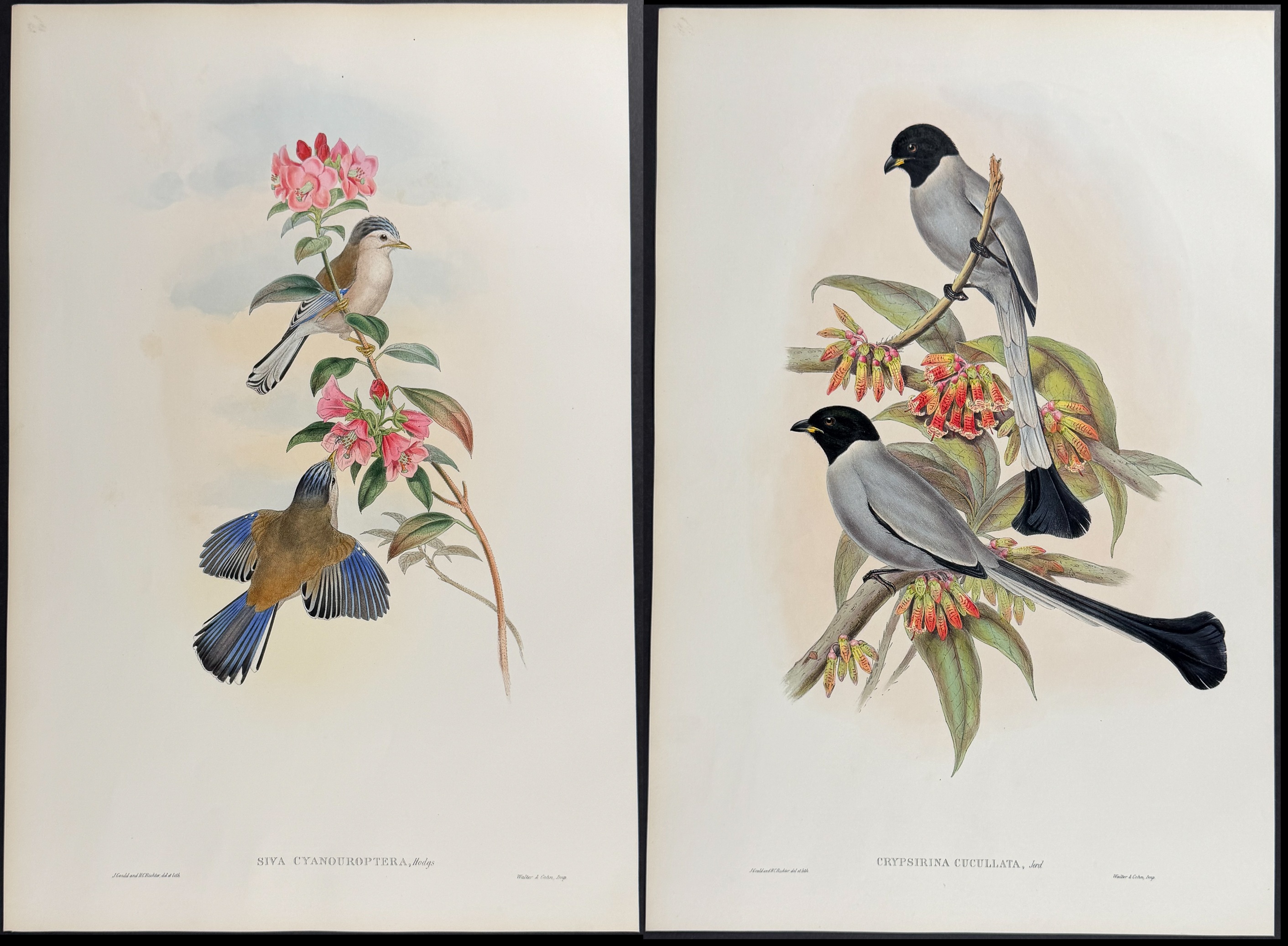 Gould, Asia - Pair of Bird Lithographs