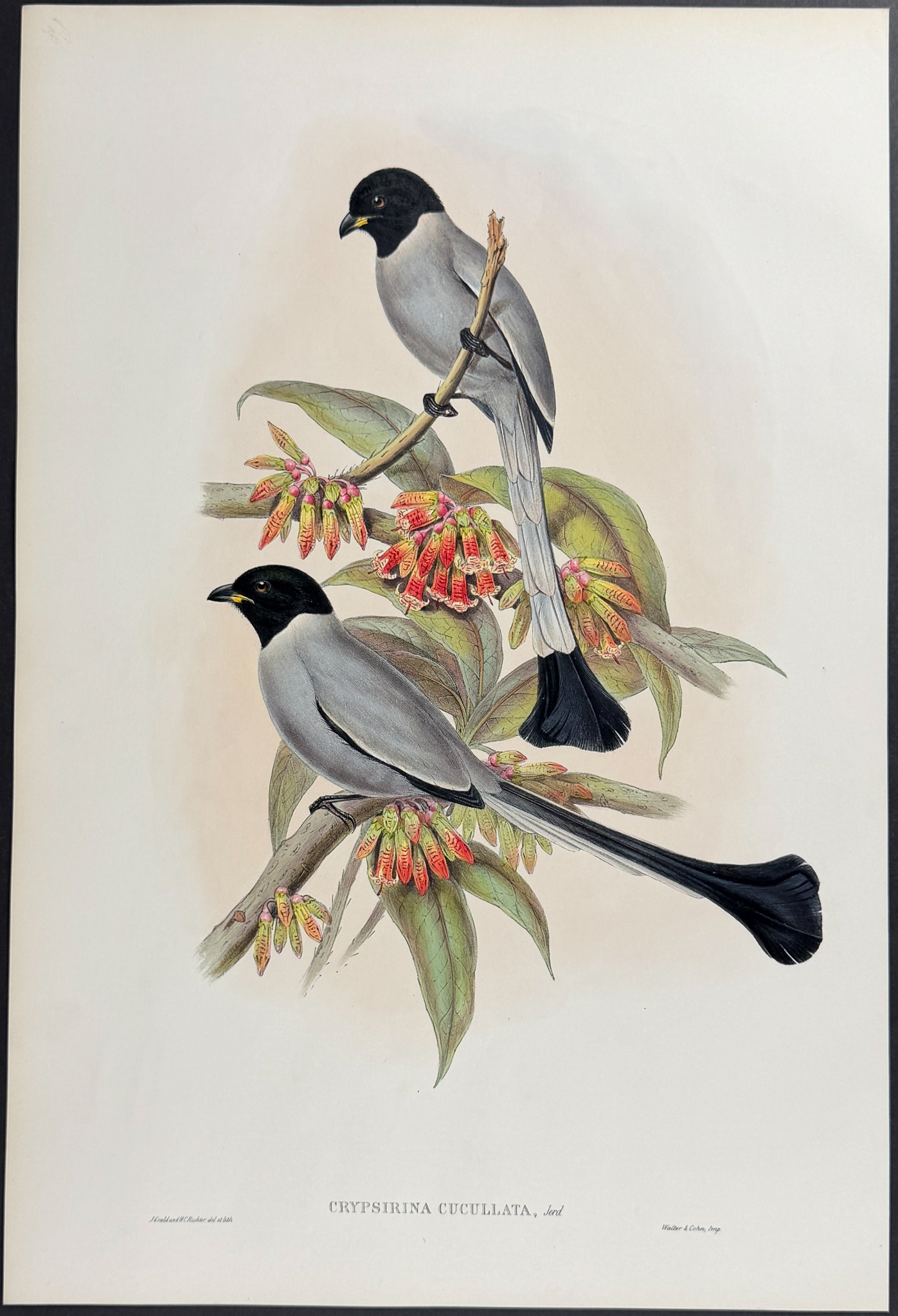 Gould, Asia - Pair of Bird Lithographs
