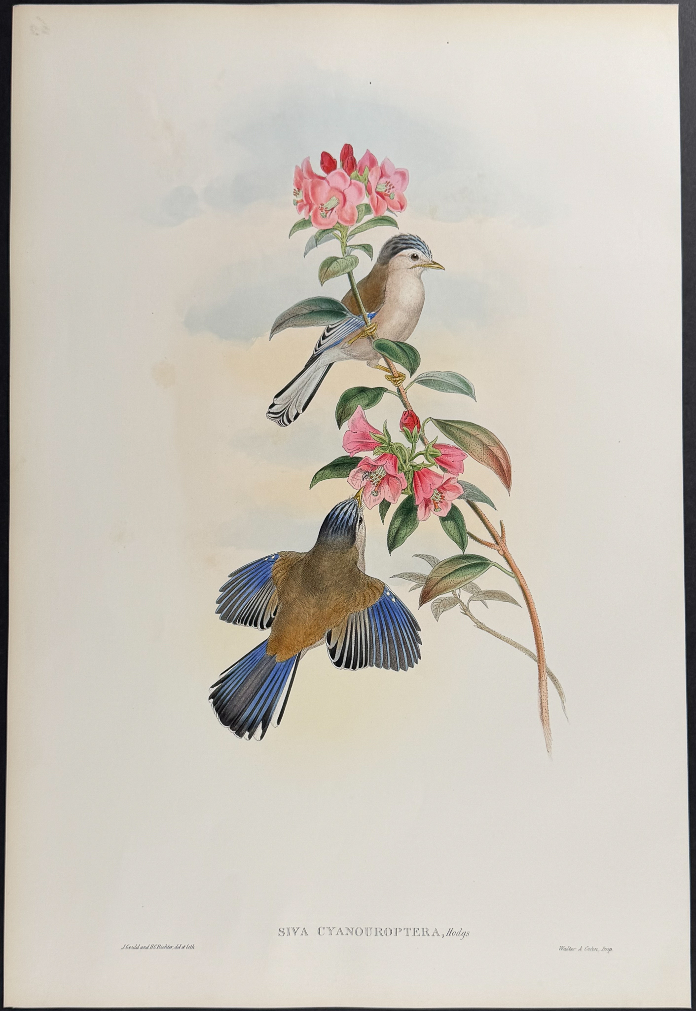 Gould, Asia - Pair of Bird Lithographs