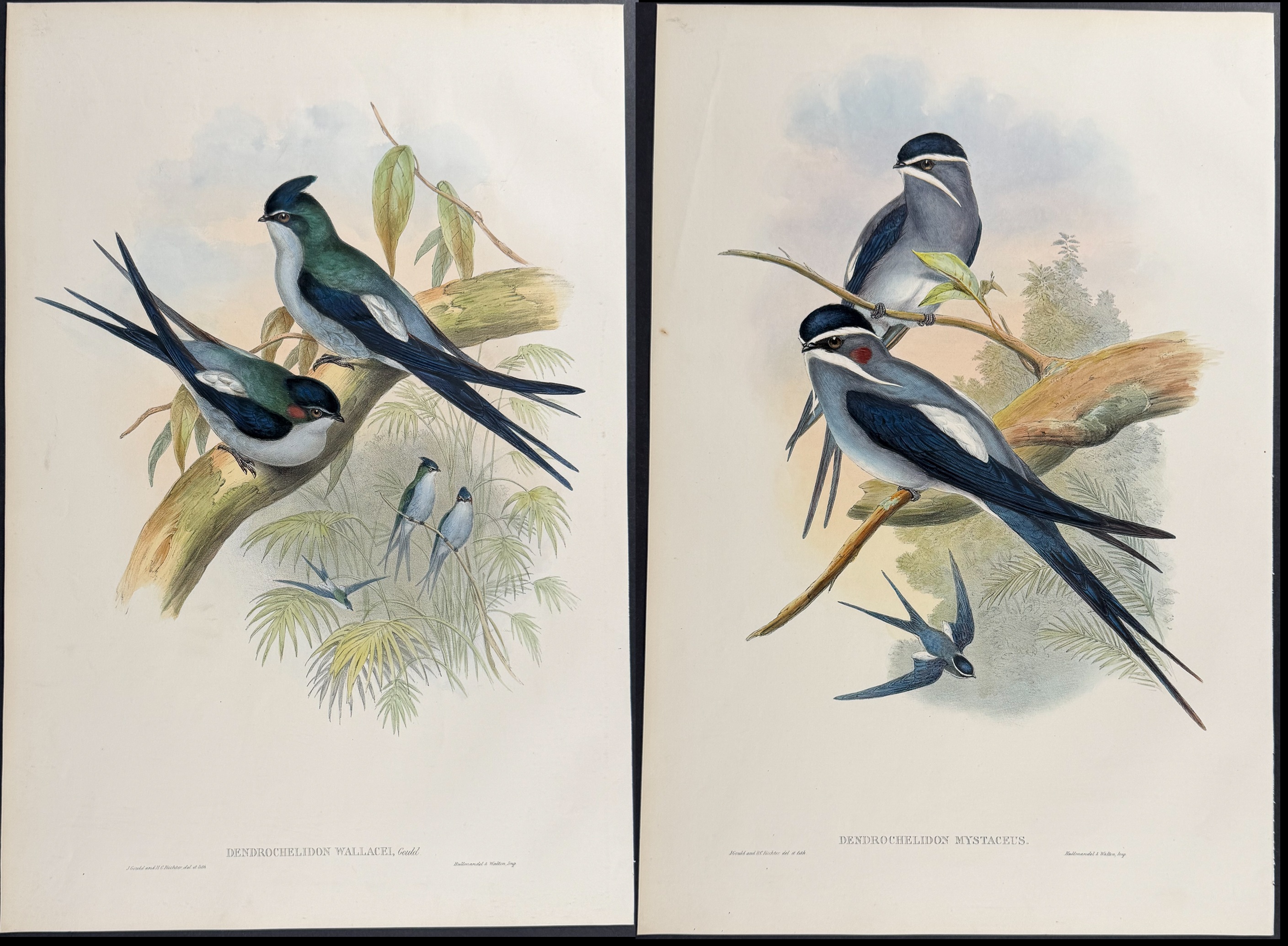 Gould, Asia - 4 Tree Swift Lithographs