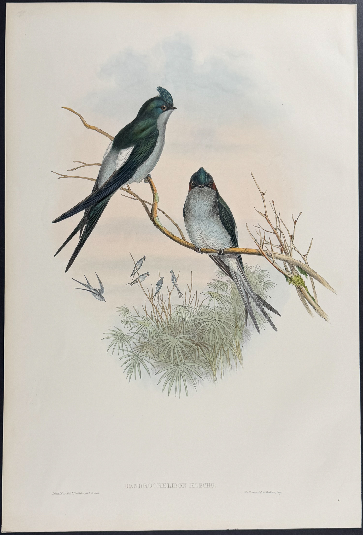 Gould, Asia - 4 Tree Swift Lithographs