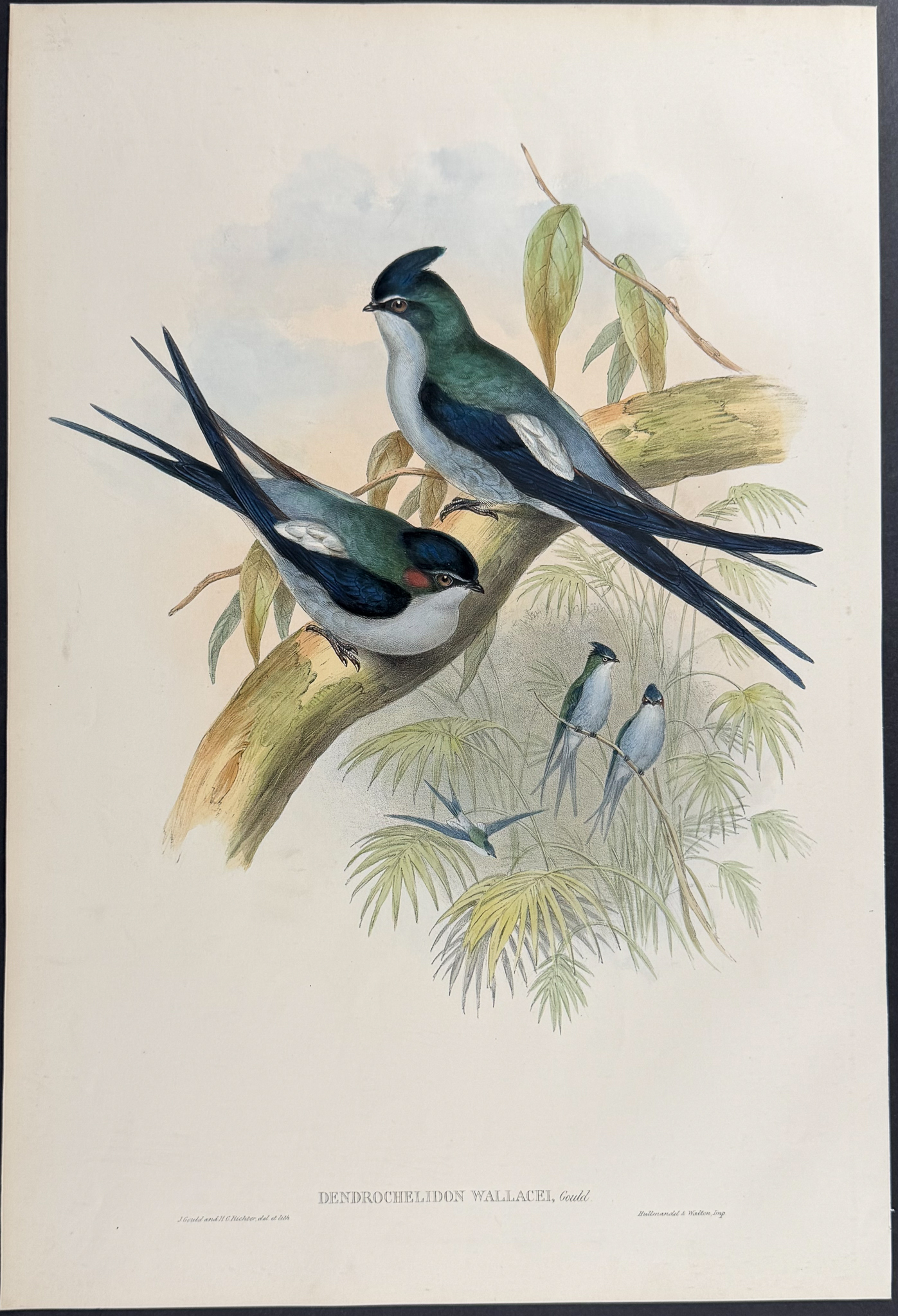 Gould, Asia - 4 Tree Swift Lithographs