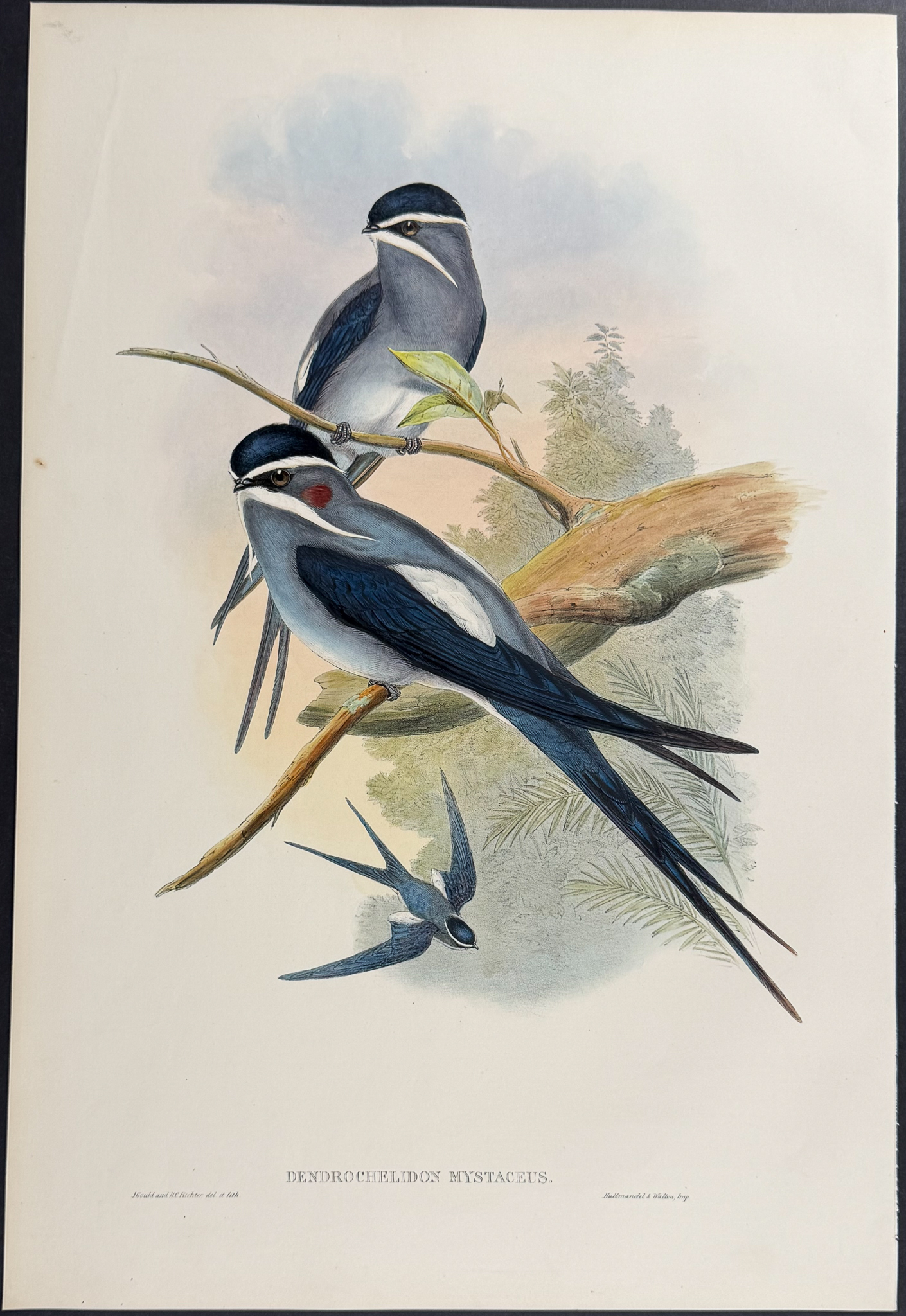 Gould, Asia - 4 Tree Swift Lithographs