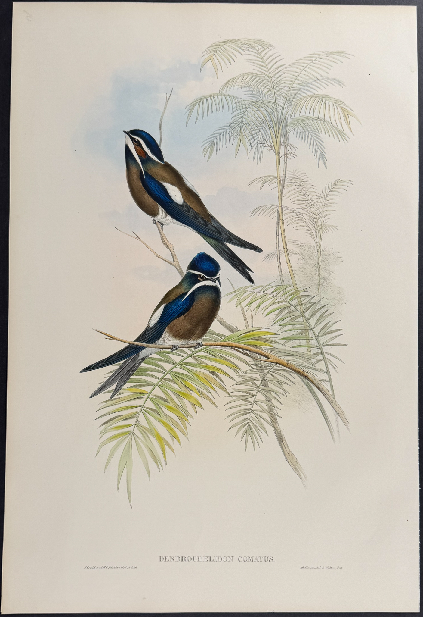 Gould, Asia - 4 Tree Swift Lithographs