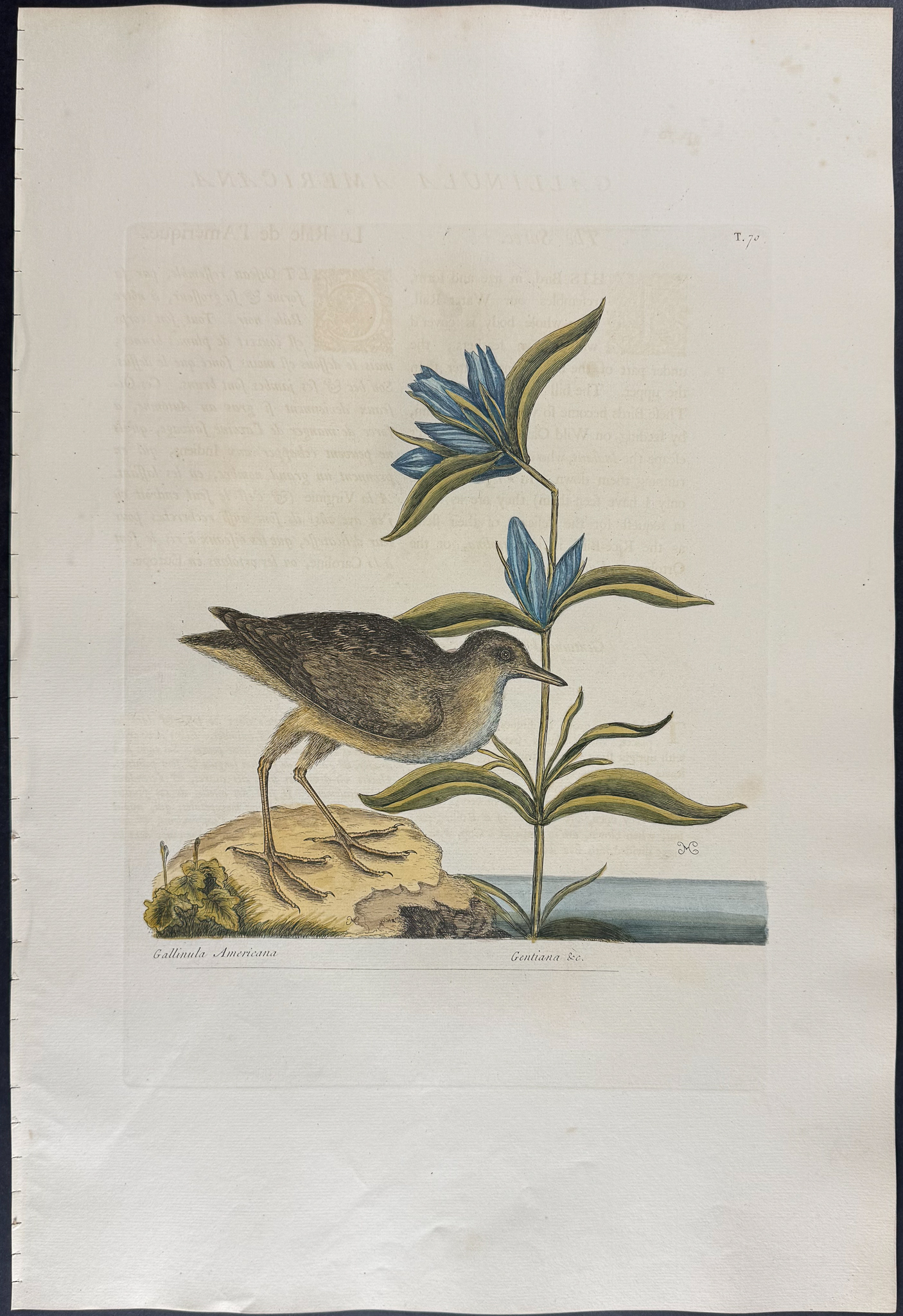 Catesby, Folio - Soree. 1-70