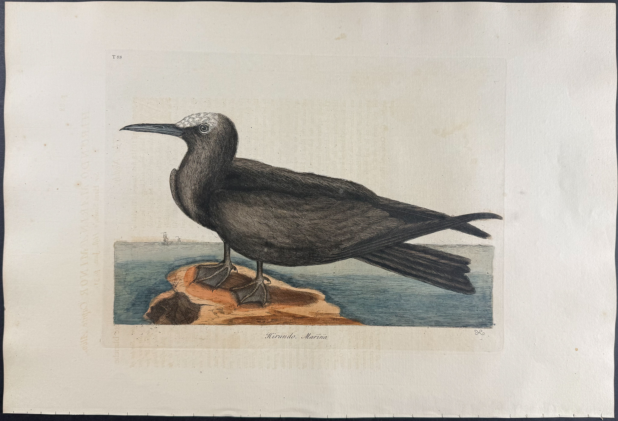 Catesby, Folio - Noddy. 1-88