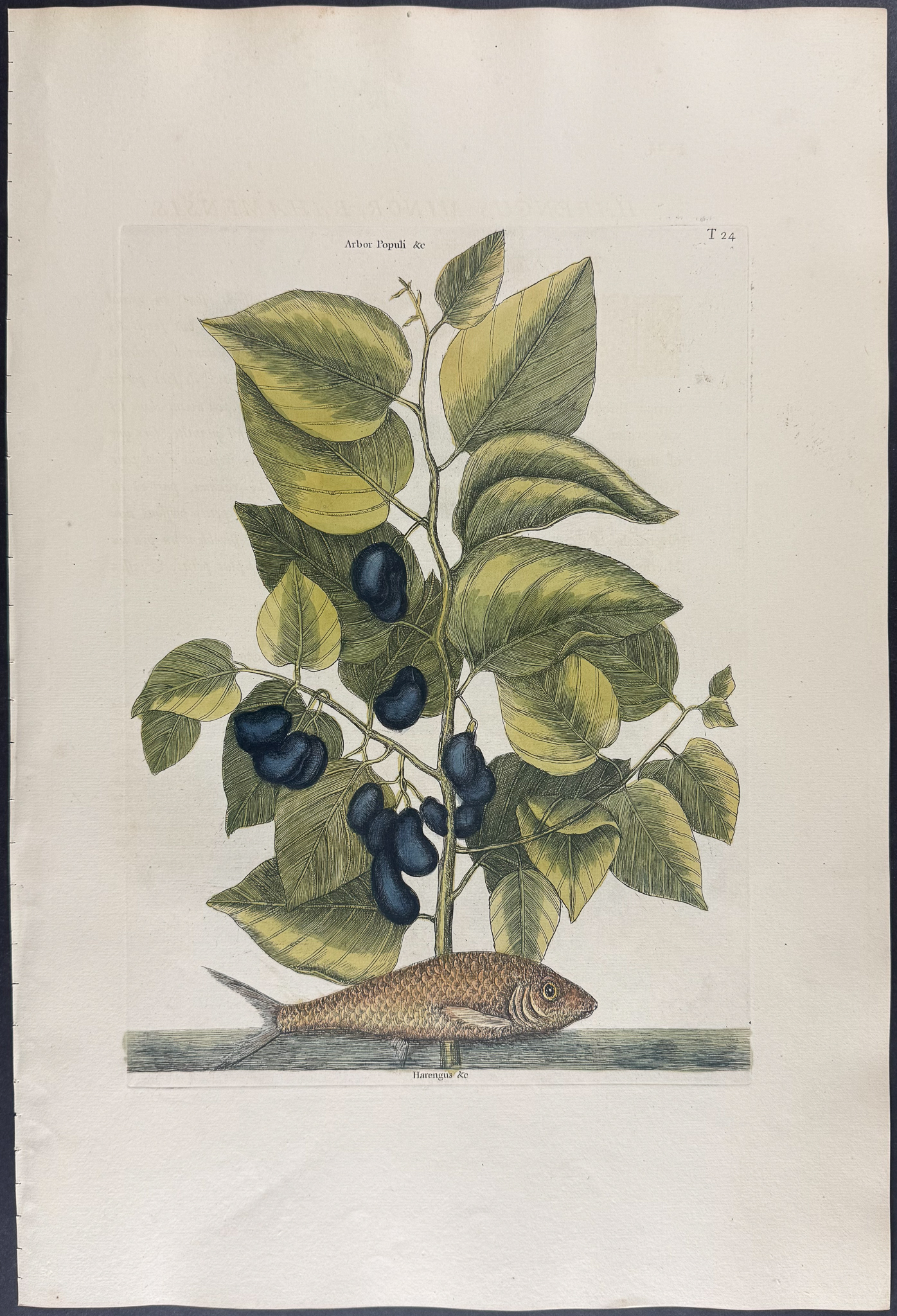Catesby, Folio - Pilchard with Ti-Ti. 2-24