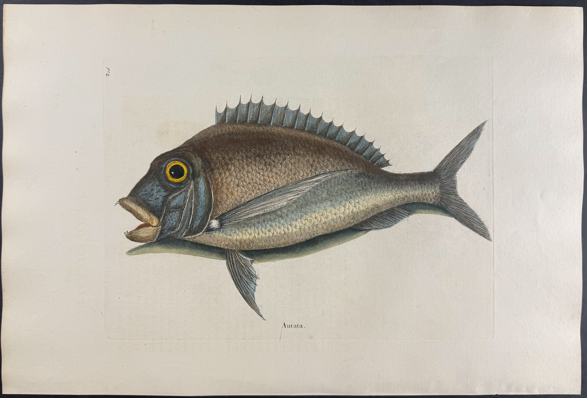 Catesby, Folio - Porgy. 2-16