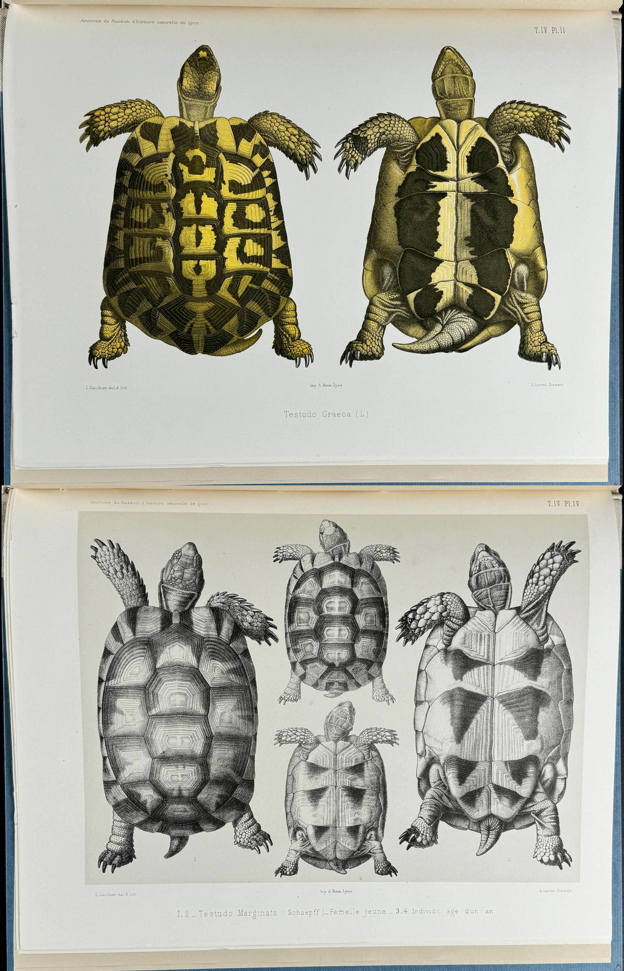 Lortet's Observations sur les Tortues Terrestres - Volume with 8 Lithographs