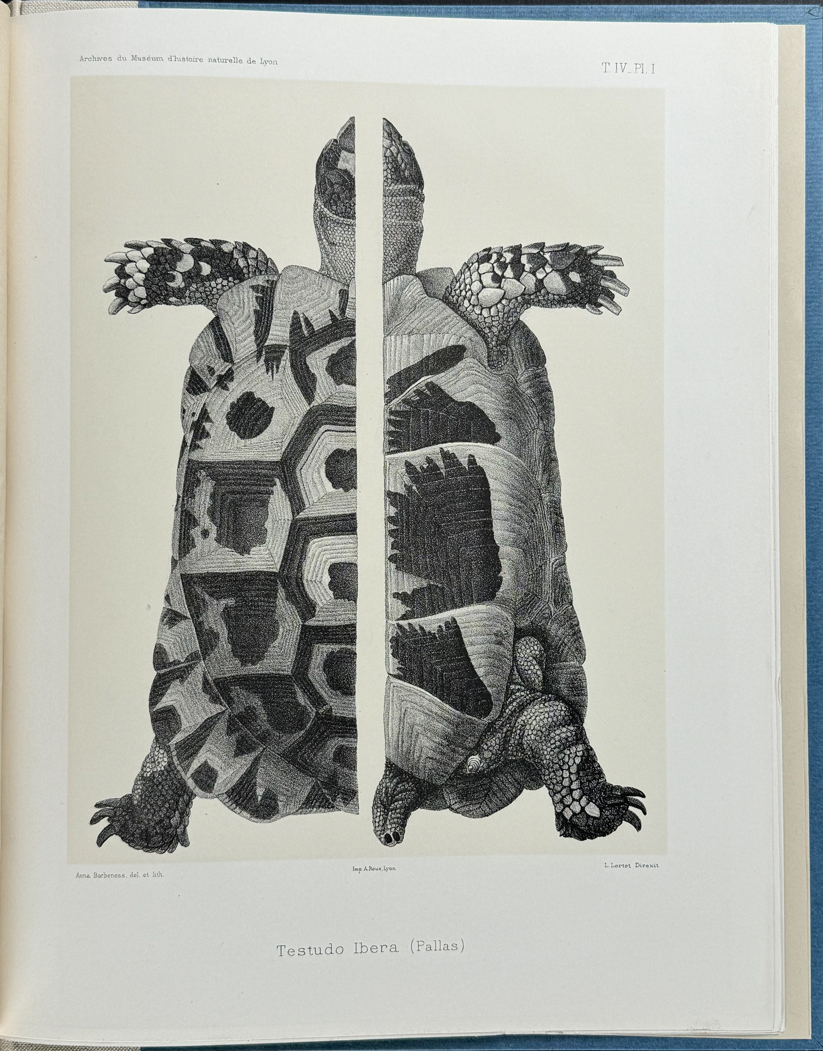 Lortet's Observations sur les Tortues Terrestres - Volume with 8 Lithographs