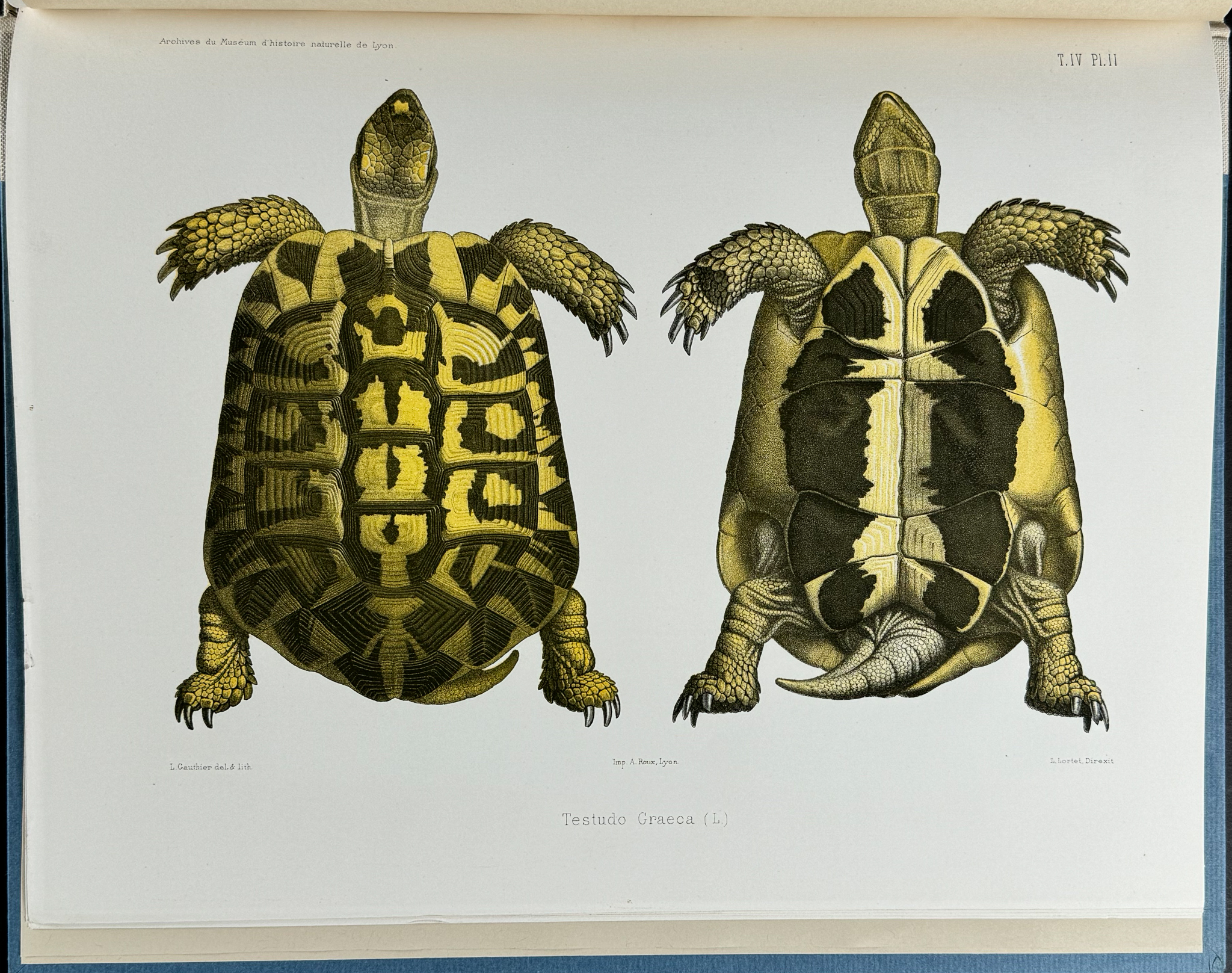 Lortet's Observations sur les Tortues Terrestres - Volume with 8 Lithographs