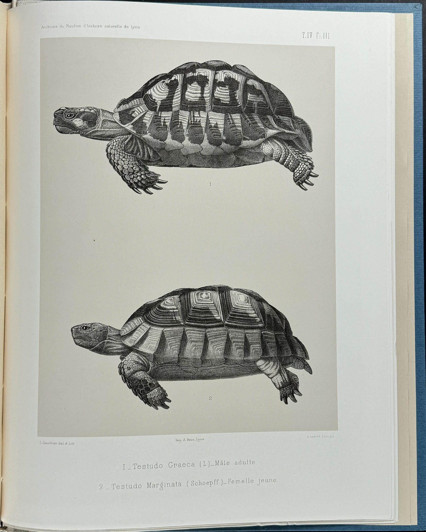 Lortet's Observations sur les Tortues Terrestres - Volume with 8 Lithographs