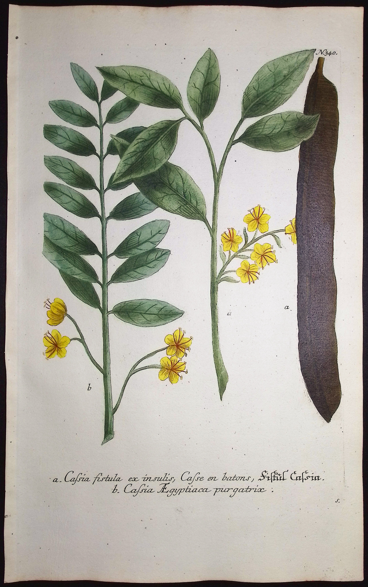 Weinmann - Coffee / Golden Shower Tree. 340