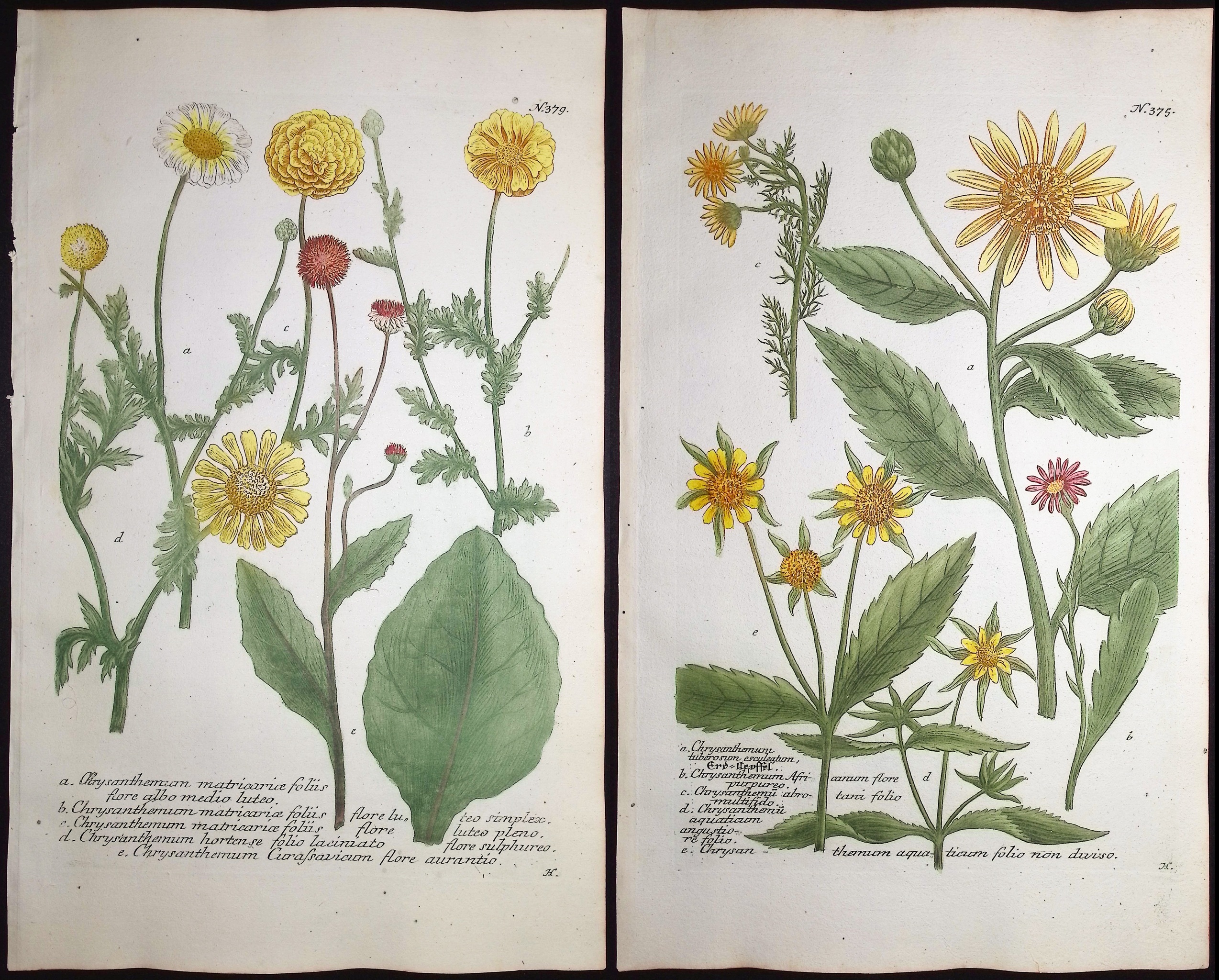 Weinmann - 6 Chrysanthemum Engravings