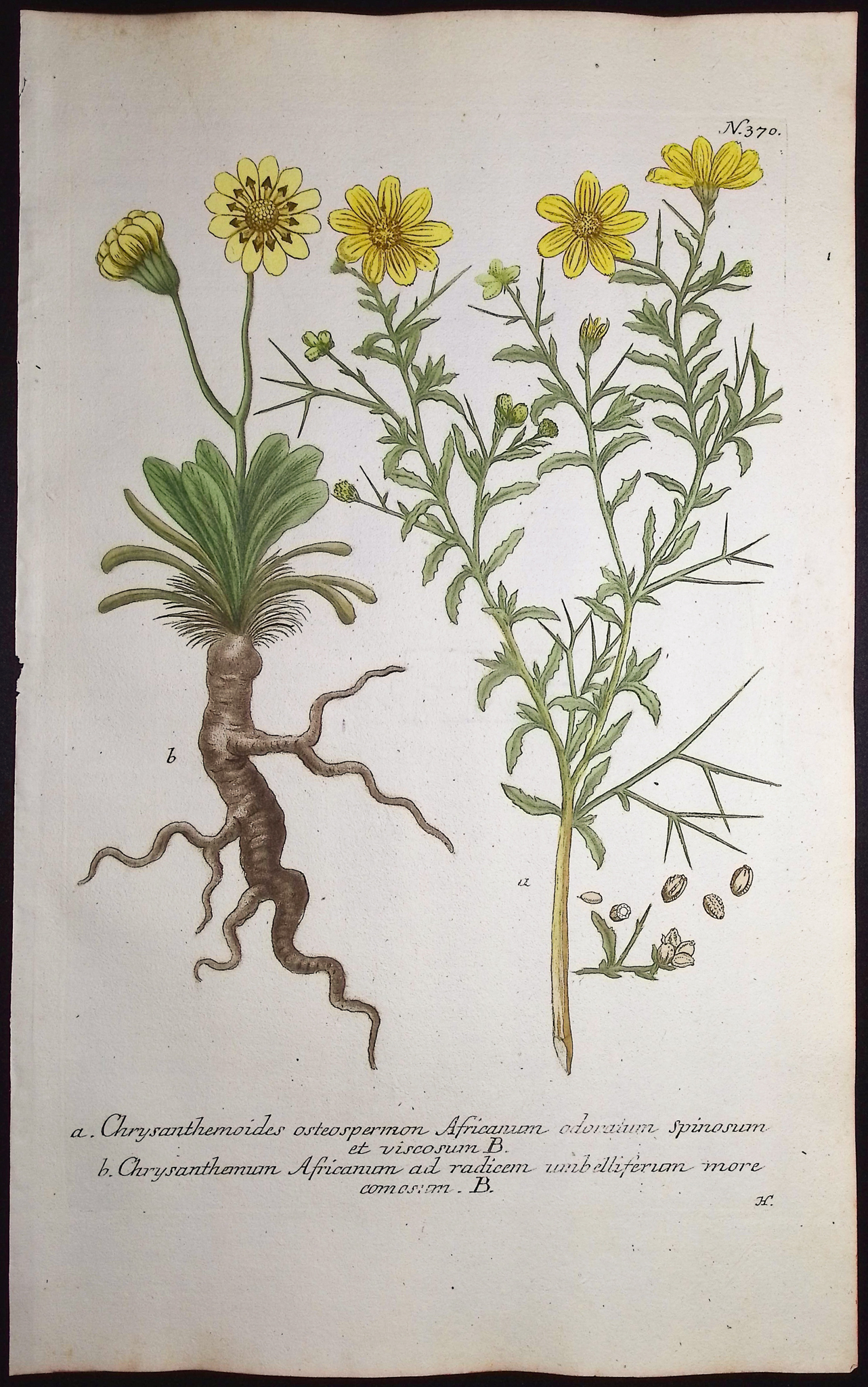 Weinmann - 6 Chrysanthemum Engravings
