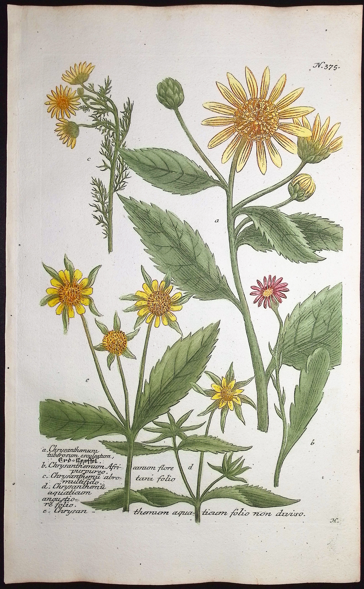 Weinmann - 6 Chrysanthemum Engravings