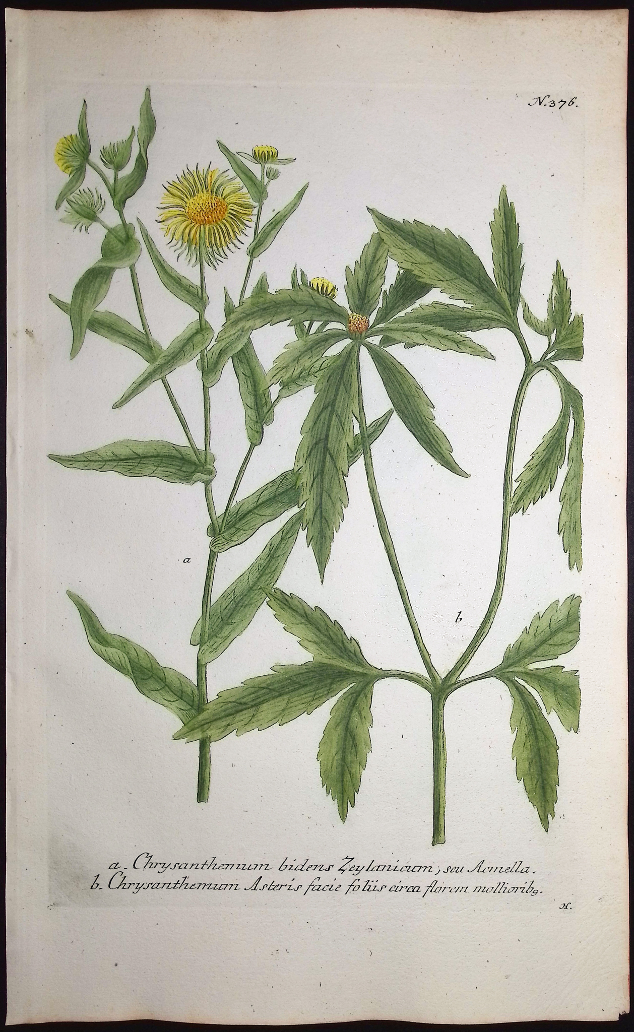 Weinmann - 6 Chrysanthemum Engravings