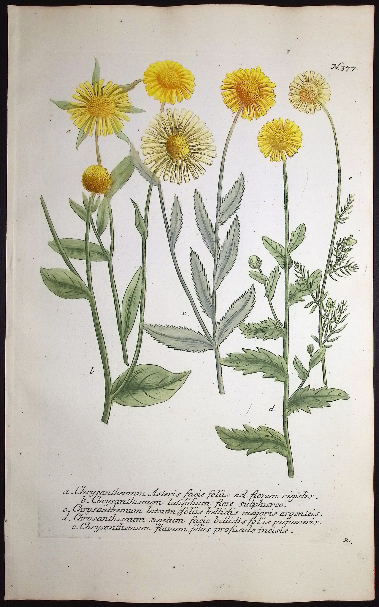 Weinmann - 6 Chrysanthemum Engravings