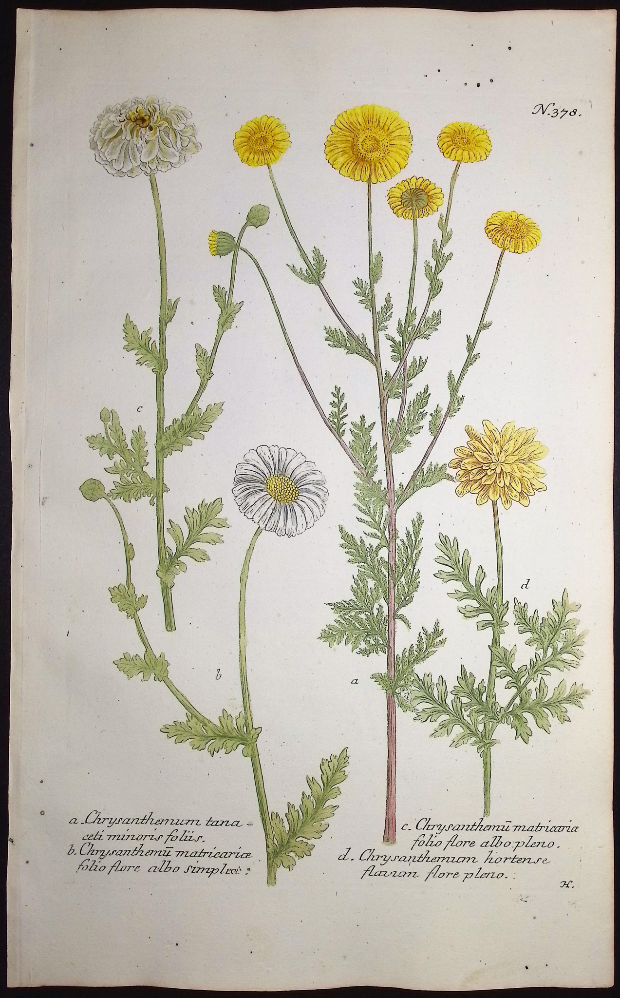 Weinmann - 6 Chrysanthemum Engravings