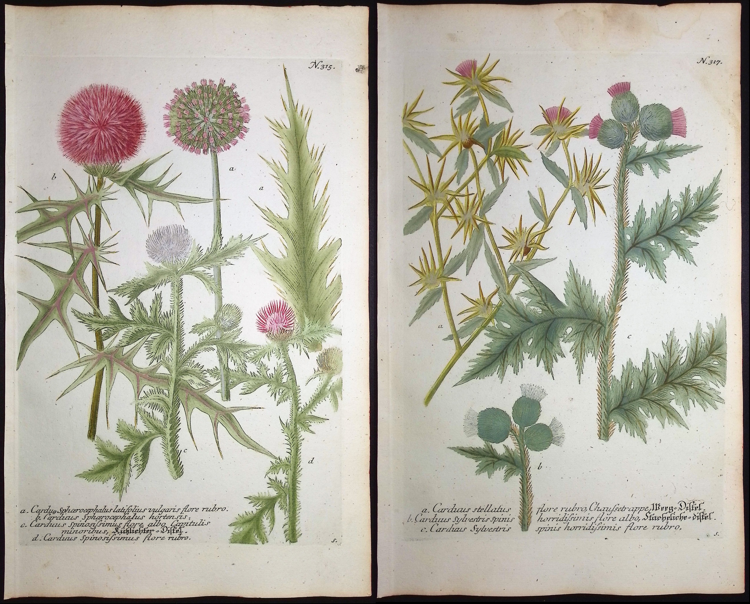Weinmann - 4 Thistle Engravings