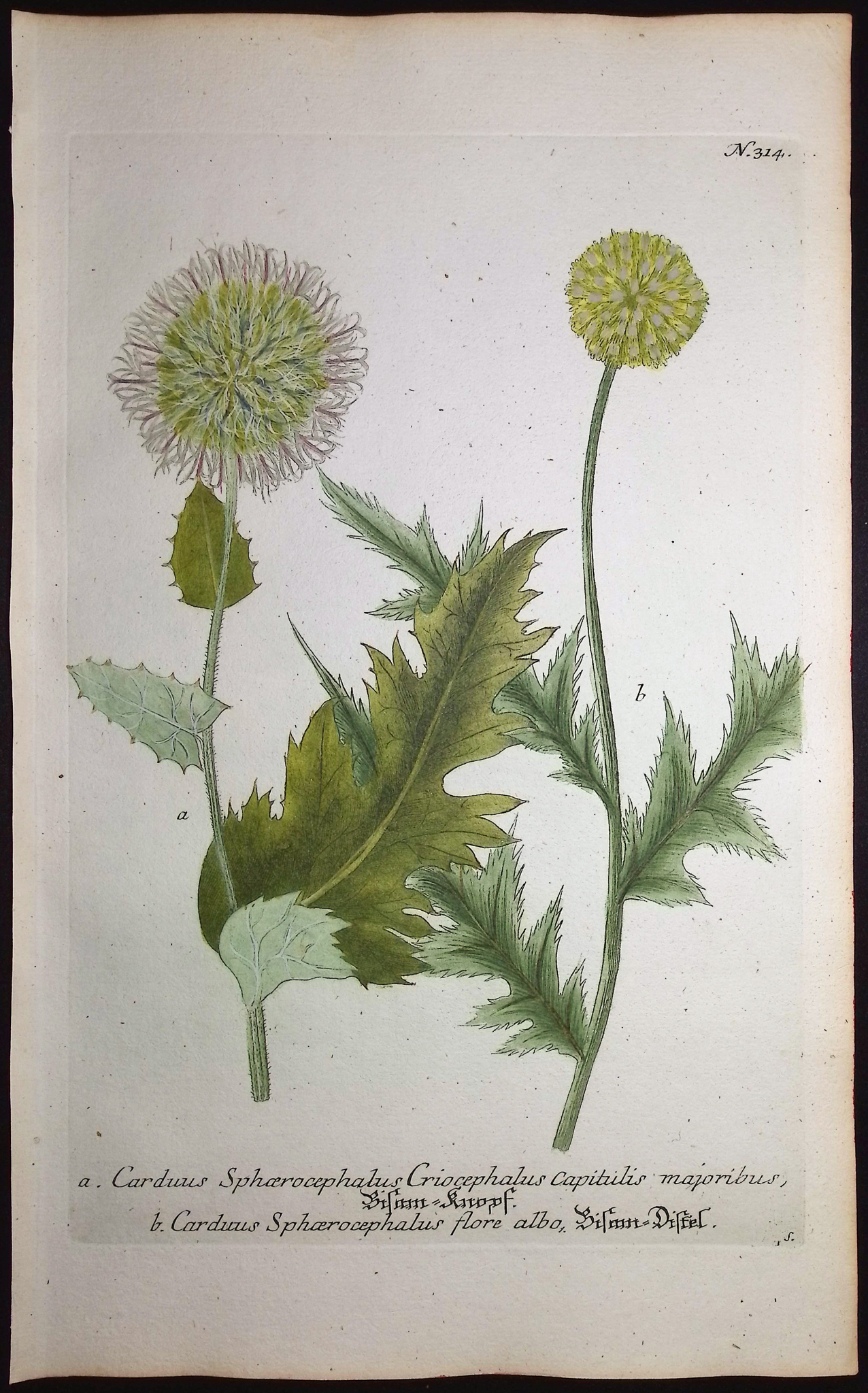 Weinmann - 4 Thistle Engravings