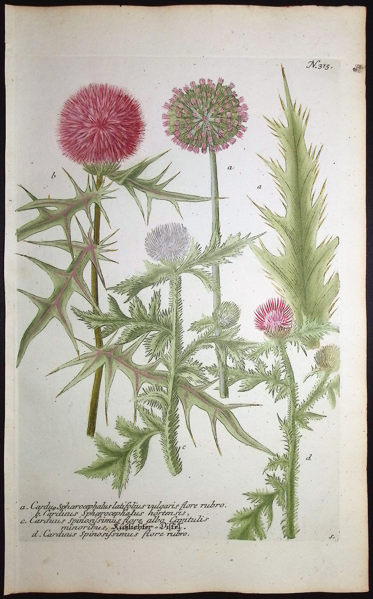 Weinmann - 4 Thistle Engravings