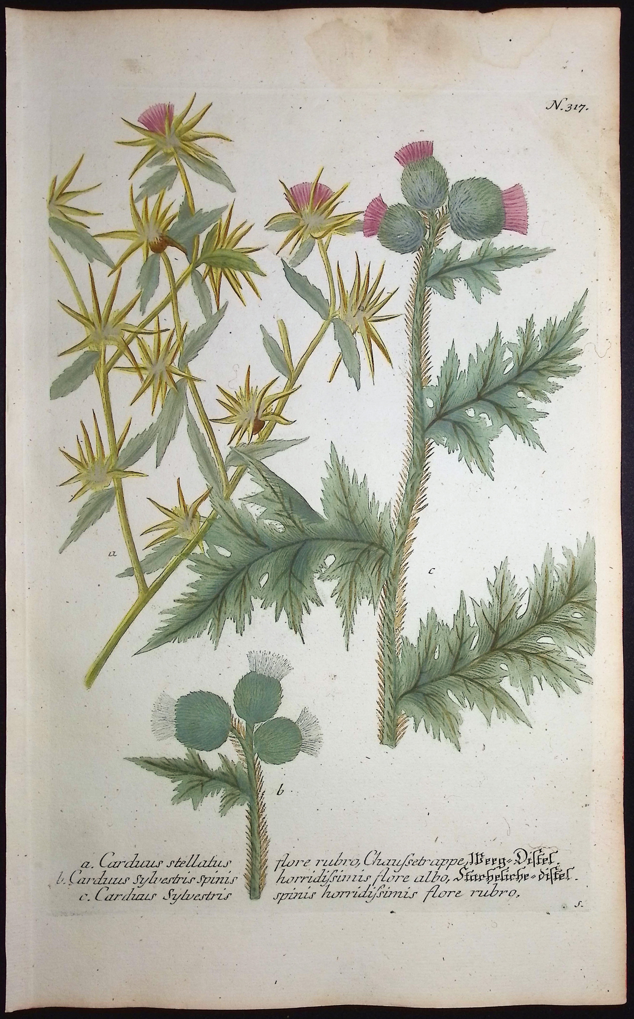 Weinmann - 4 Thistle Engravings