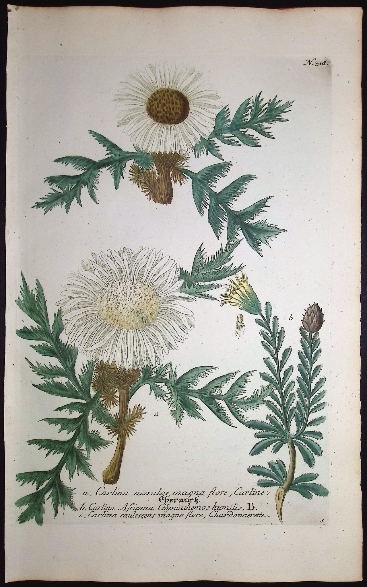 Weinmann - 4 Thistle Engravings