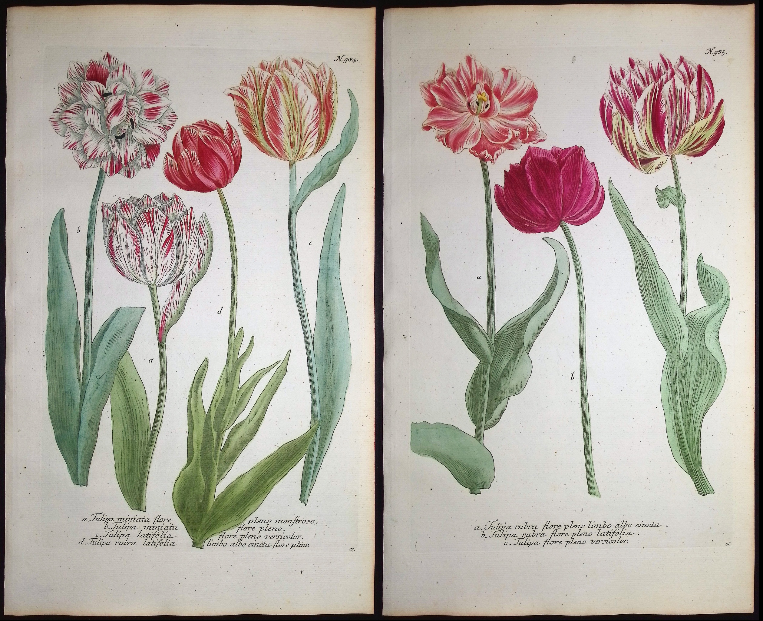 Weinmann - 4 Tulip Engravings