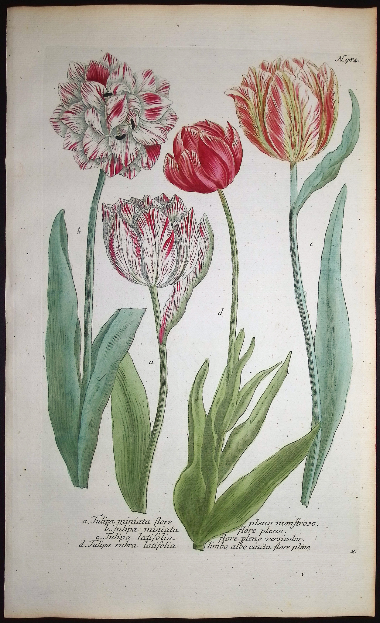 Weinmann - 4 Tulip Engravings