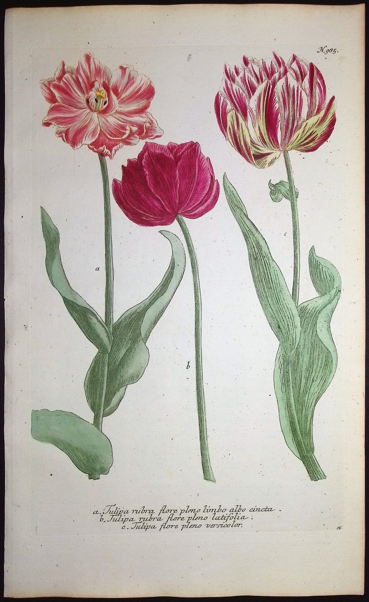 Weinmann - 4 Tulip Engravings