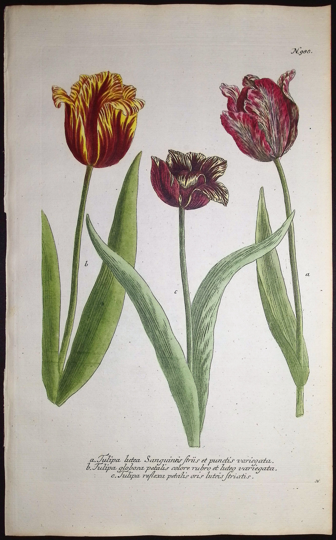 Weinmann - 4 Tulip Engravings
