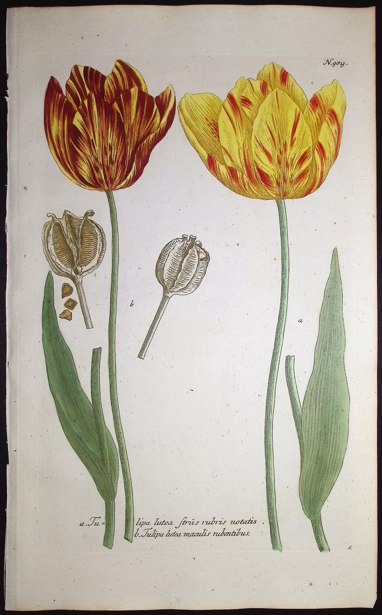 Weinmann - 4 Tulip Engravings