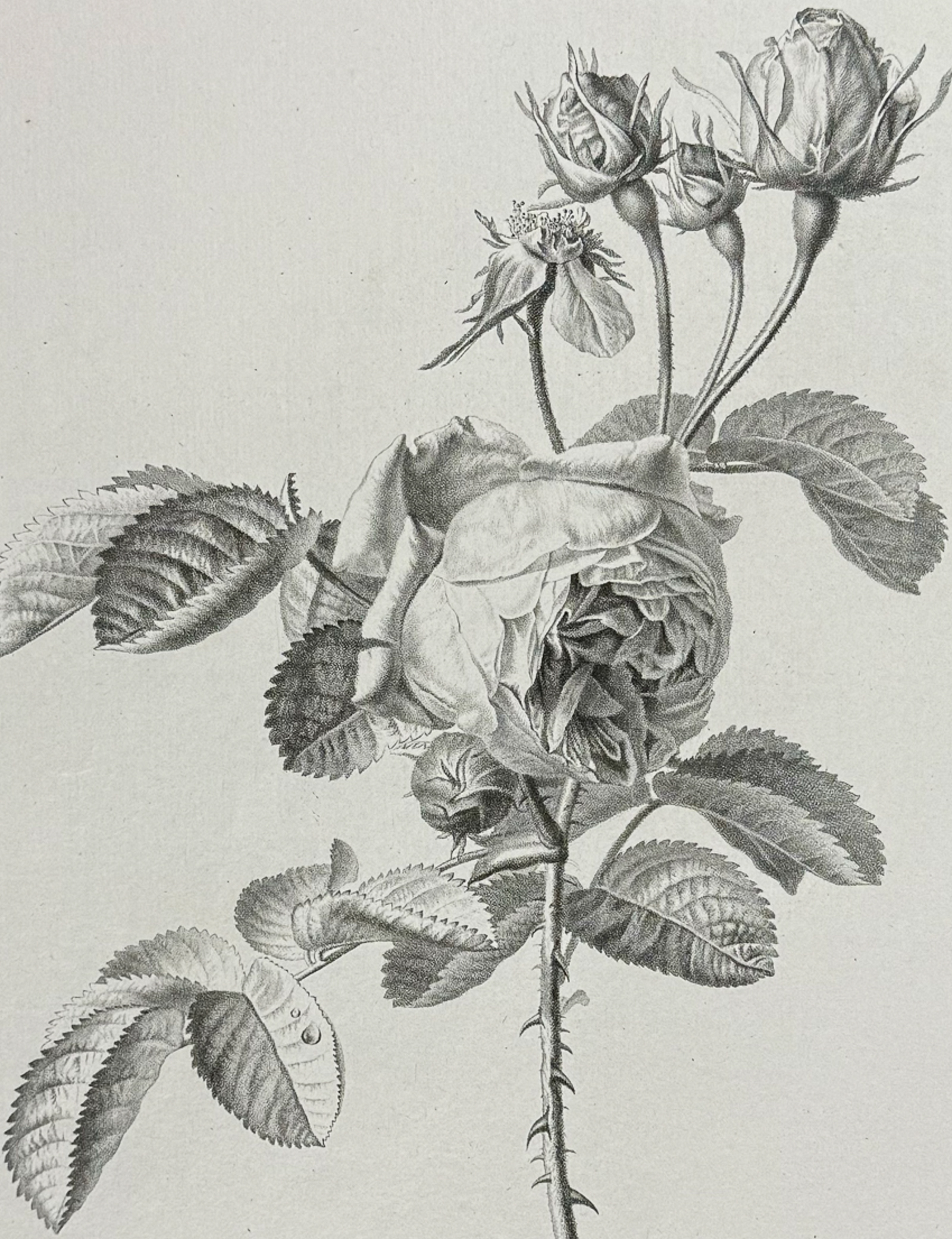 Spaendonck - Rose