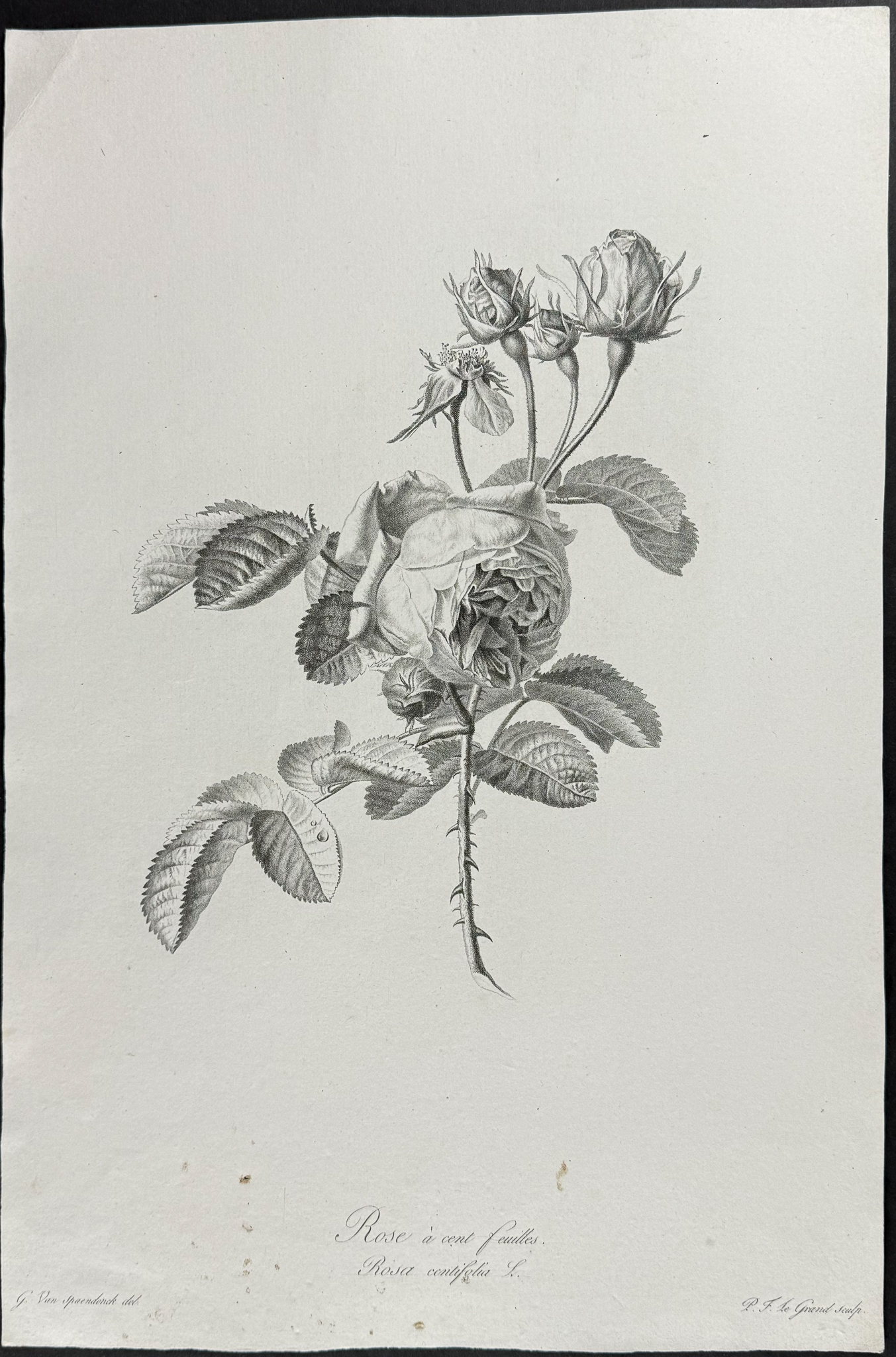 Spaendonck - Rose