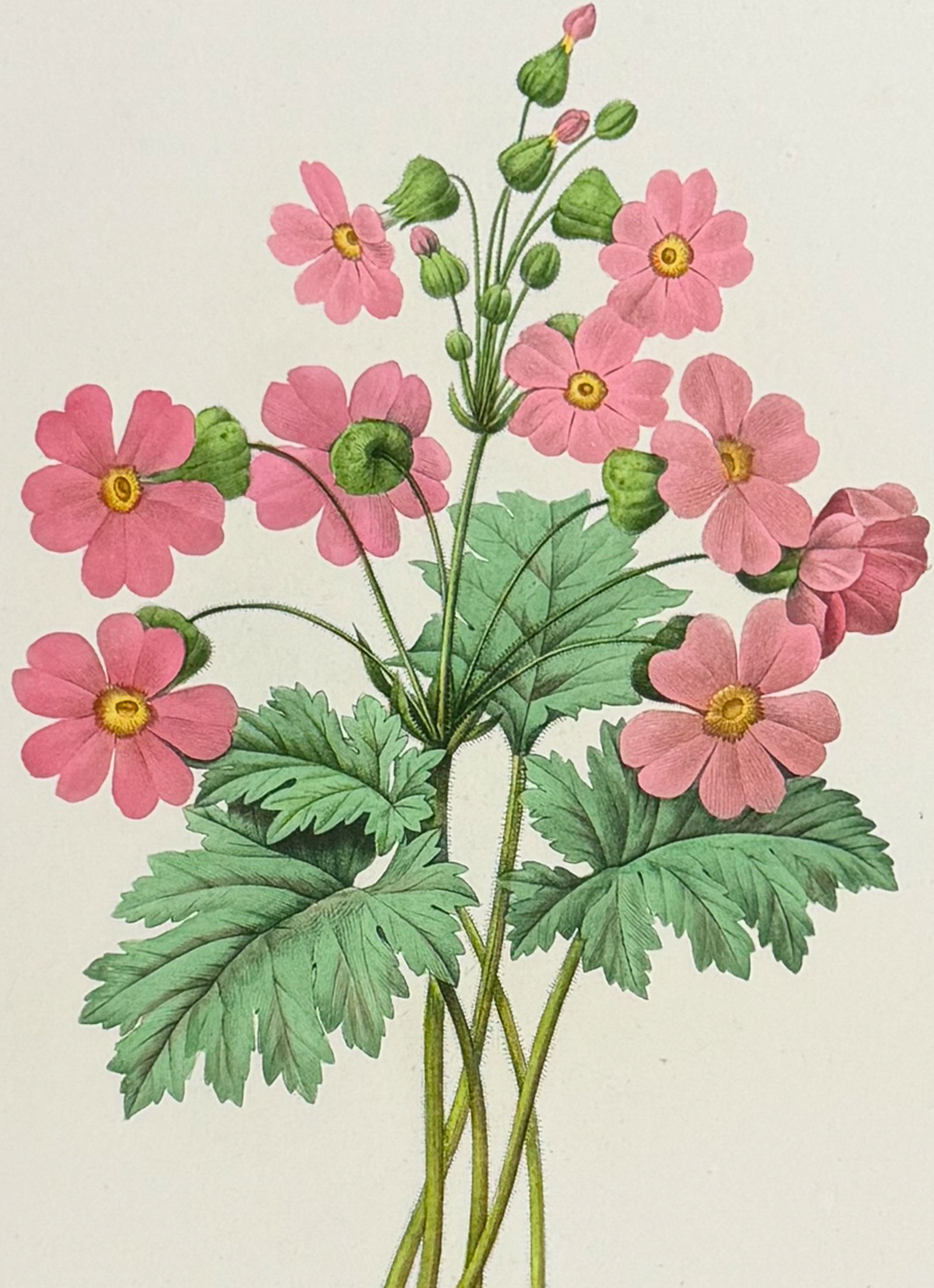 Redoute, Choix - Chinese Primrose [Primula Sinensis]