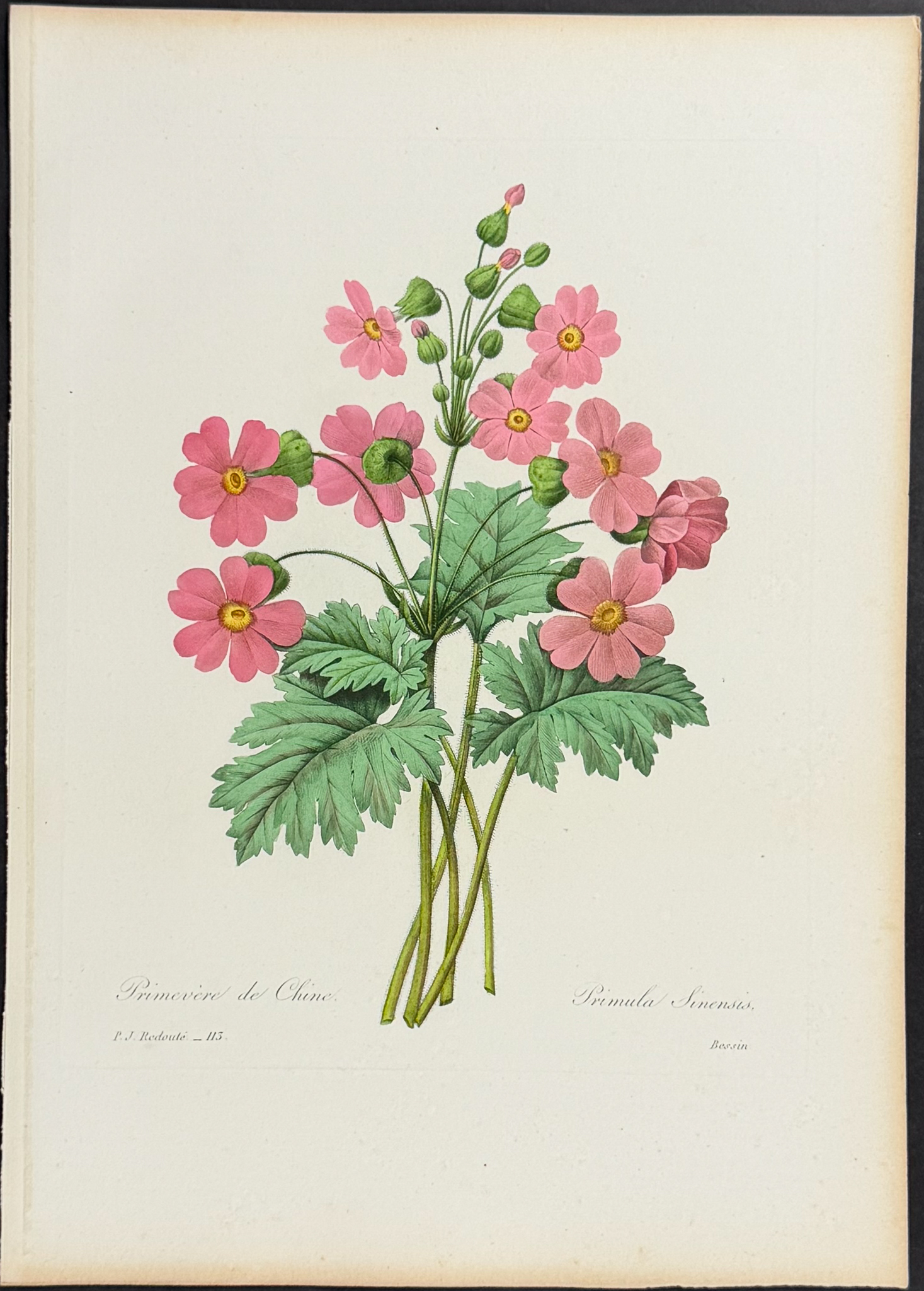Redoute, Choix - Chinese Primrose [Primula Sinensis]