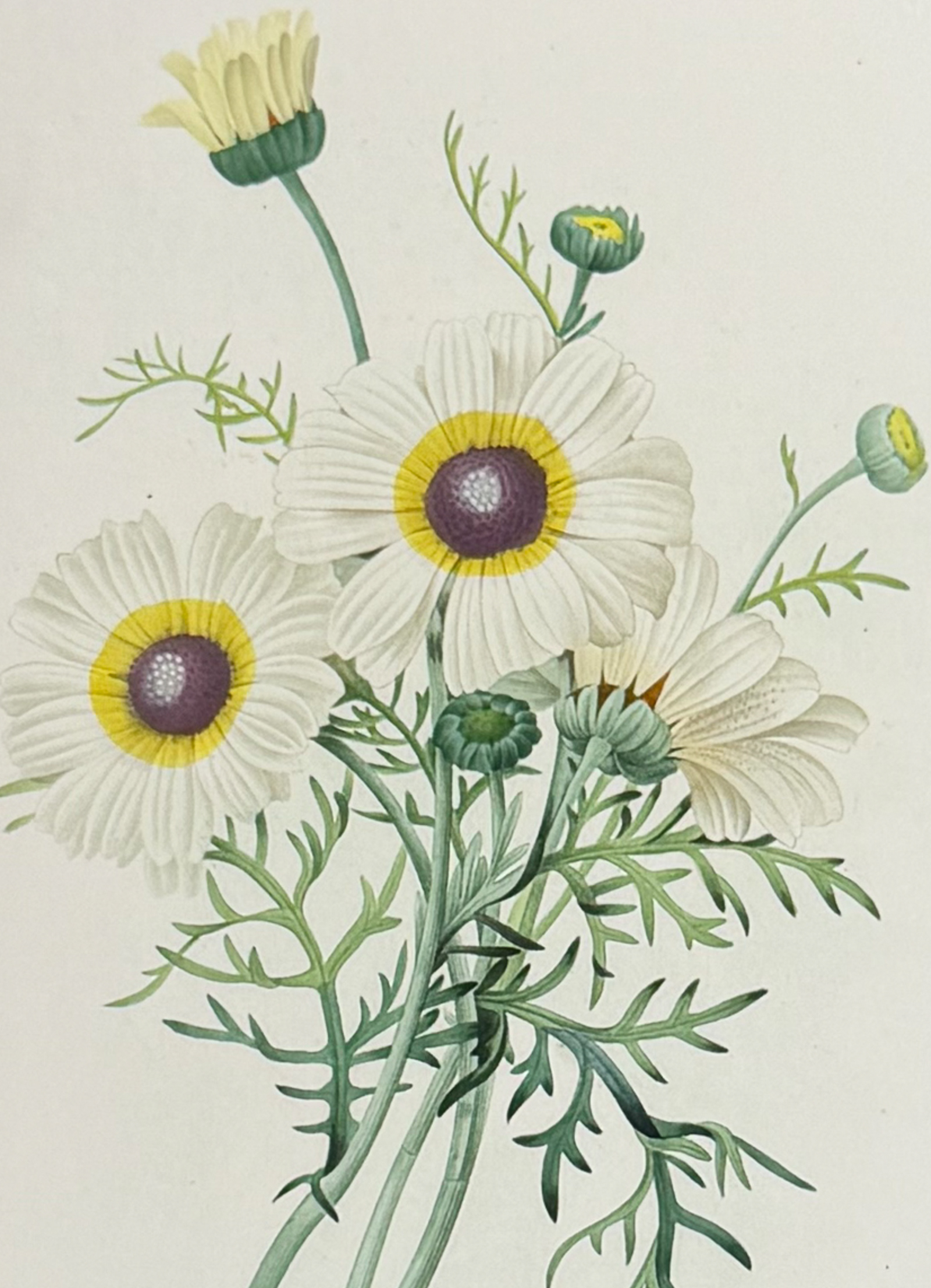 Redoute, Choix - Tricolor Daisy [Chrysanthemum Carinatum]