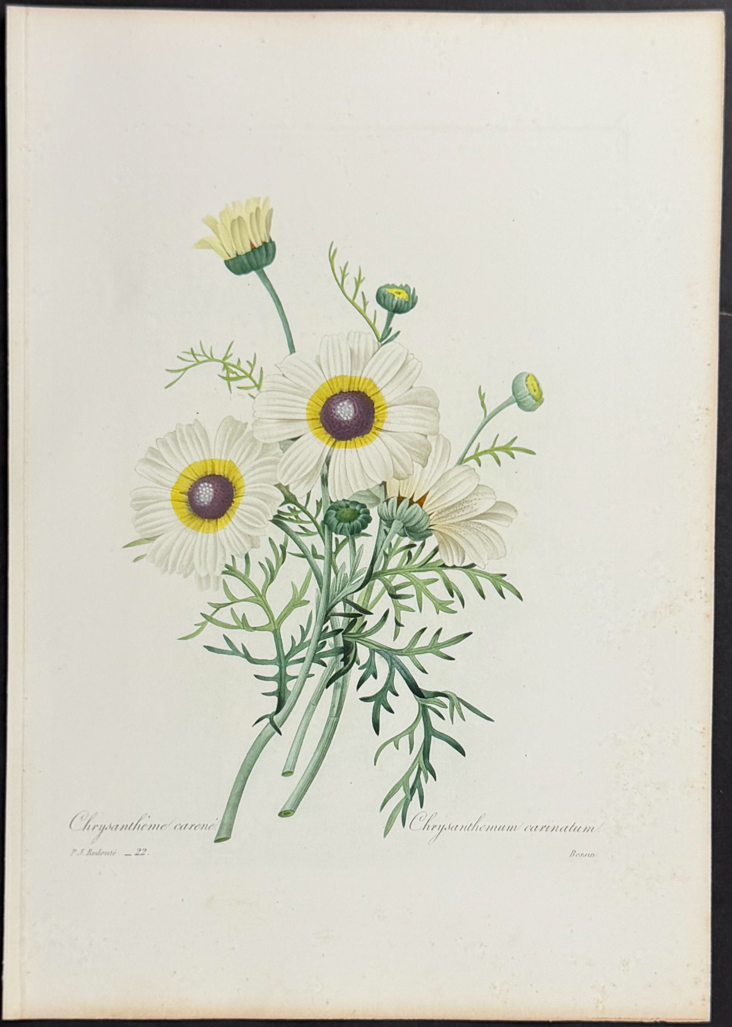 Redoute, Choix - Tricolor Daisy [Chrysanthemum Carinatum]