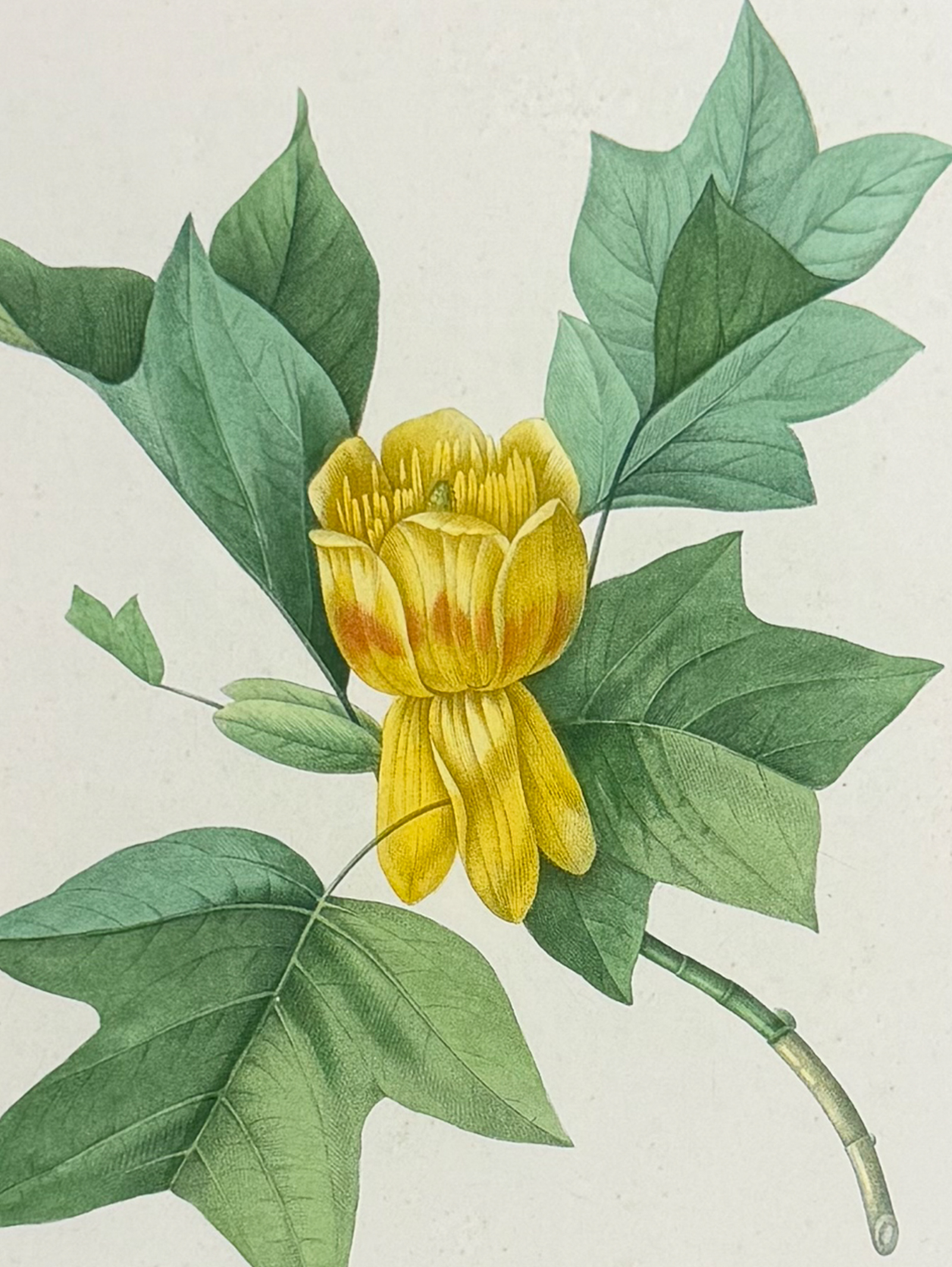 Redoute, Choix - Tulip Tree [Tulipifera]