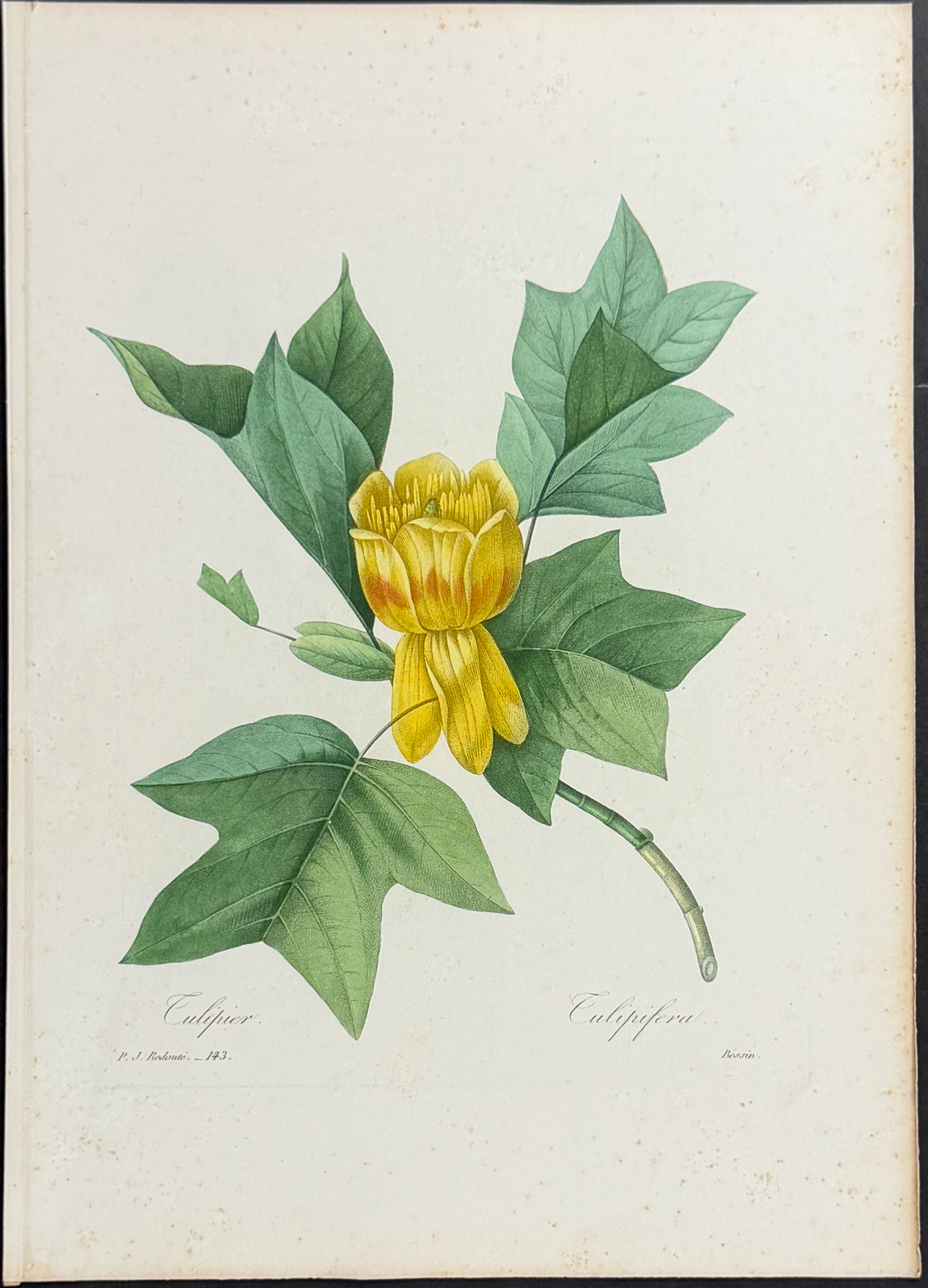 Redoute, Choix - Tulip Tree [Tulipifera]