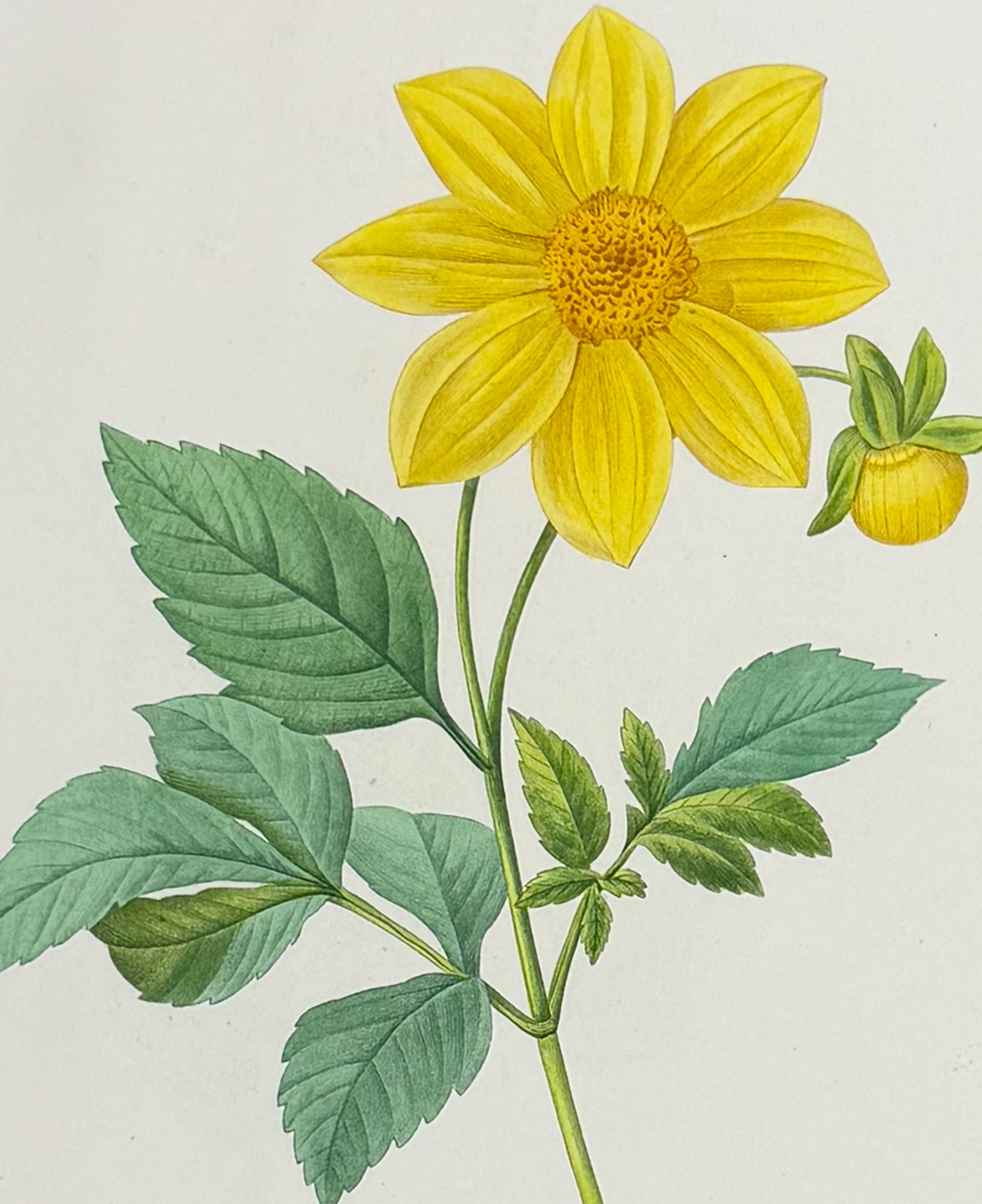Redoute, Choix - Dahlia [Dalhia simplex]