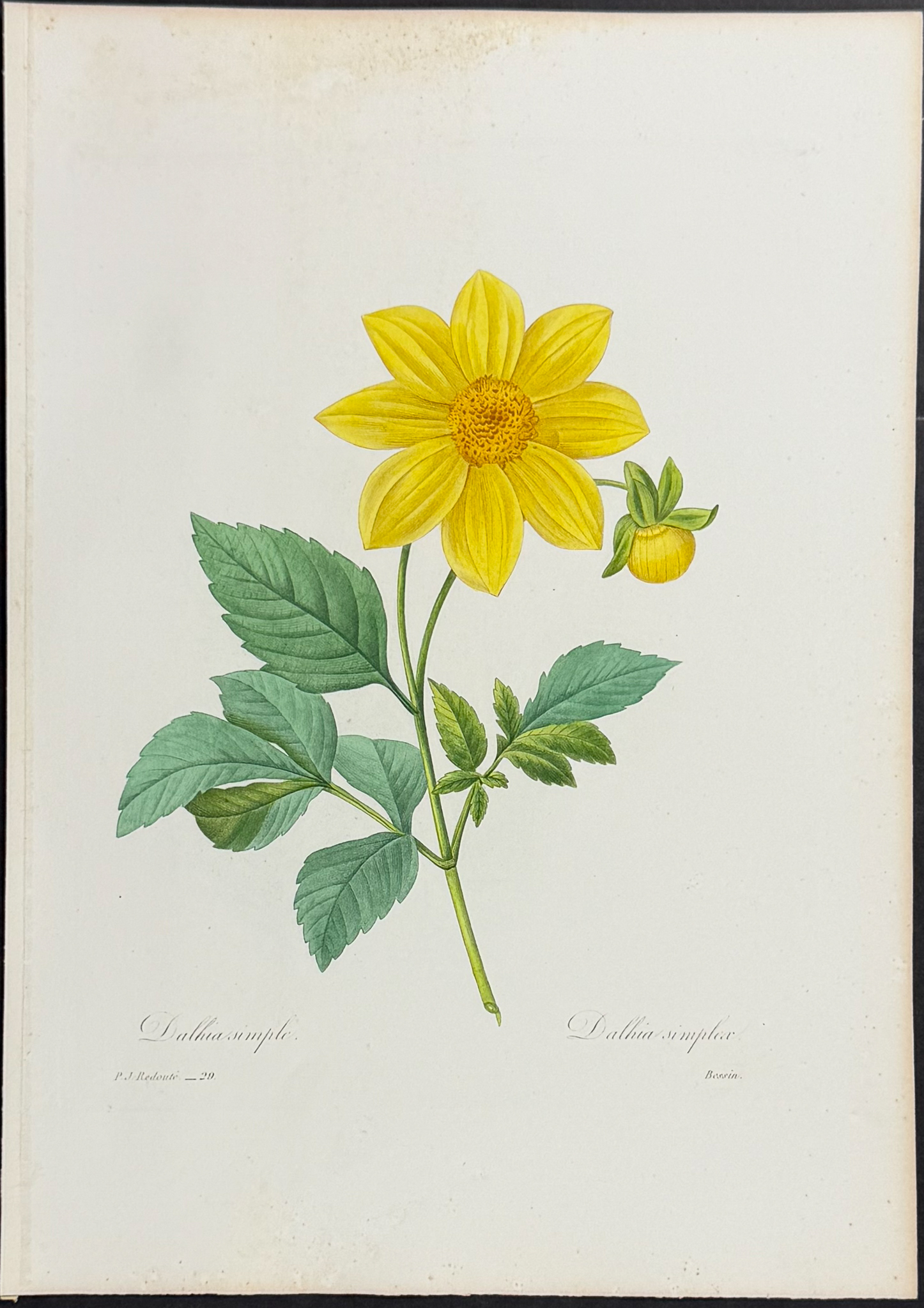 Redoute, Choix - Dahlia [Dalhia simplex]