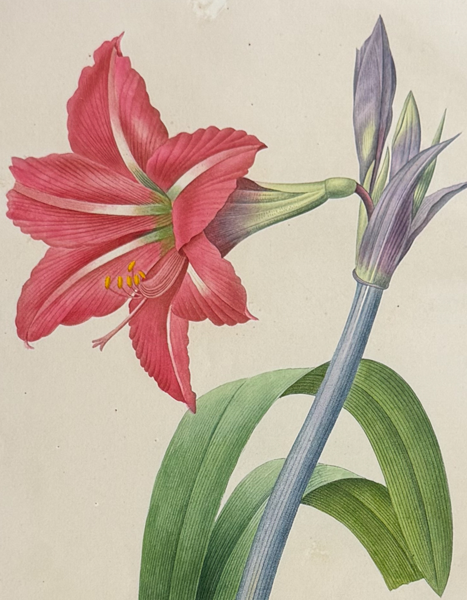 Redoute, Choix, Rare Folio - Brazilian Amaryllis [Amaryllis Bresiliensis]