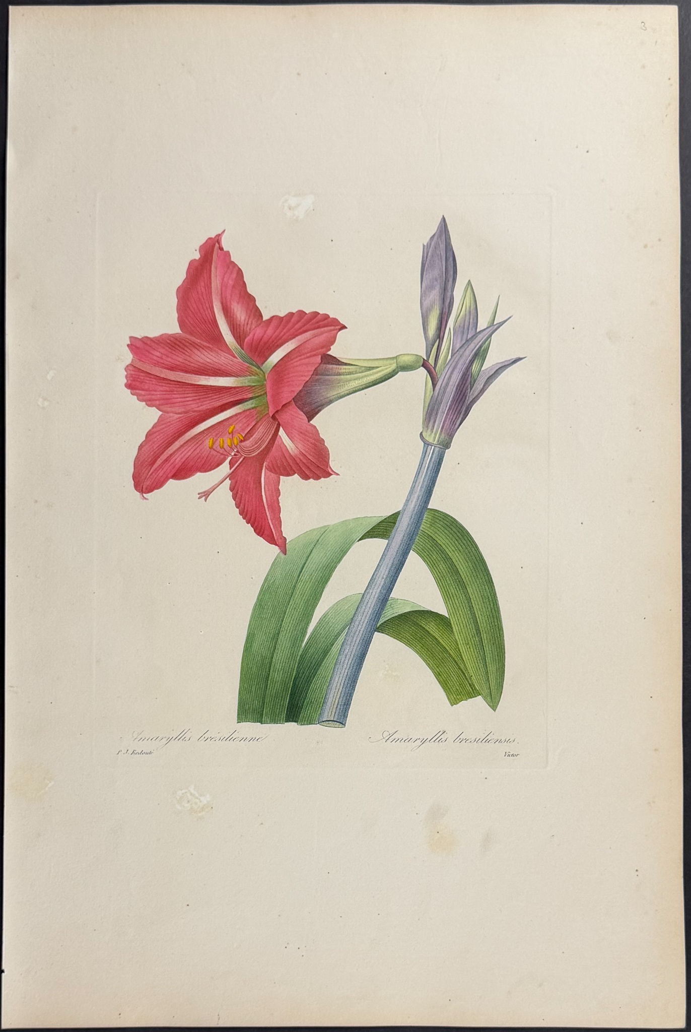 Redoute, Choix, Rare Folio - Brazilian Amaryllis [Amaryllis Bresiliensis]