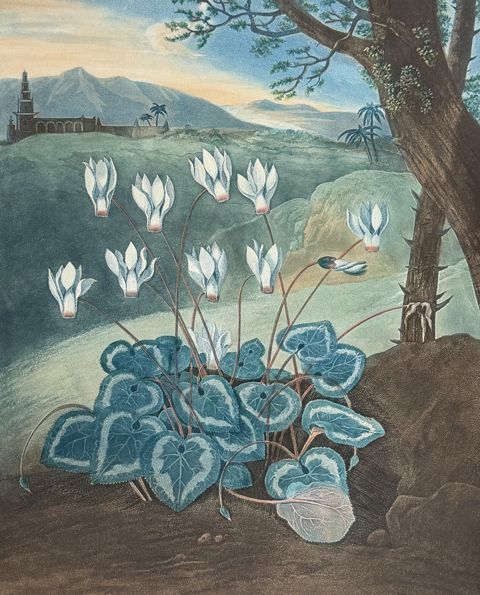 Thornton, Folio - The Persian Cyclamen