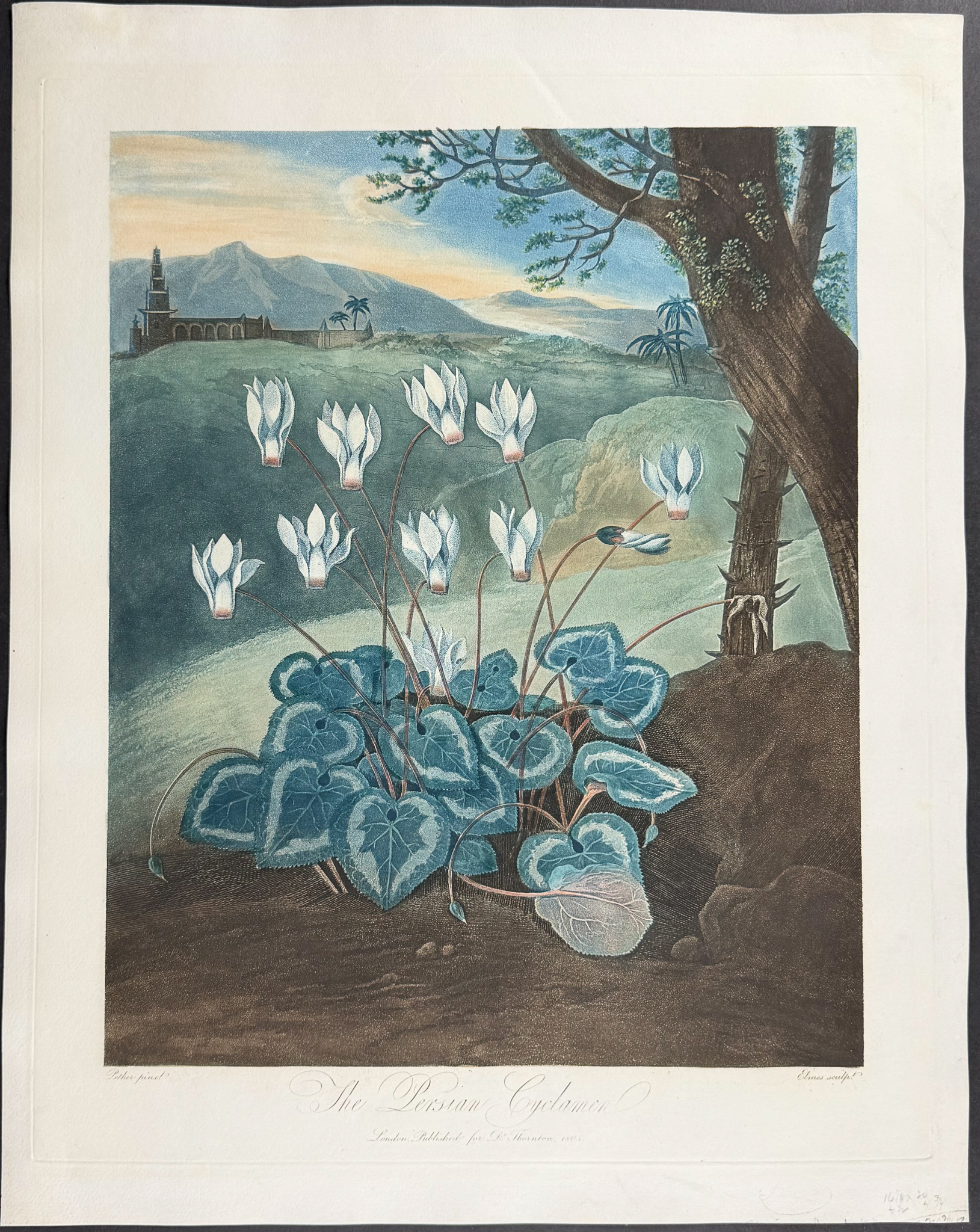 Thornton, Folio - The Persian Cyclamen